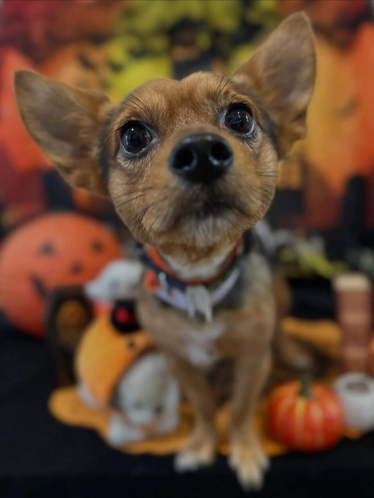 先月アップしきれなかったわんこたちです✂️