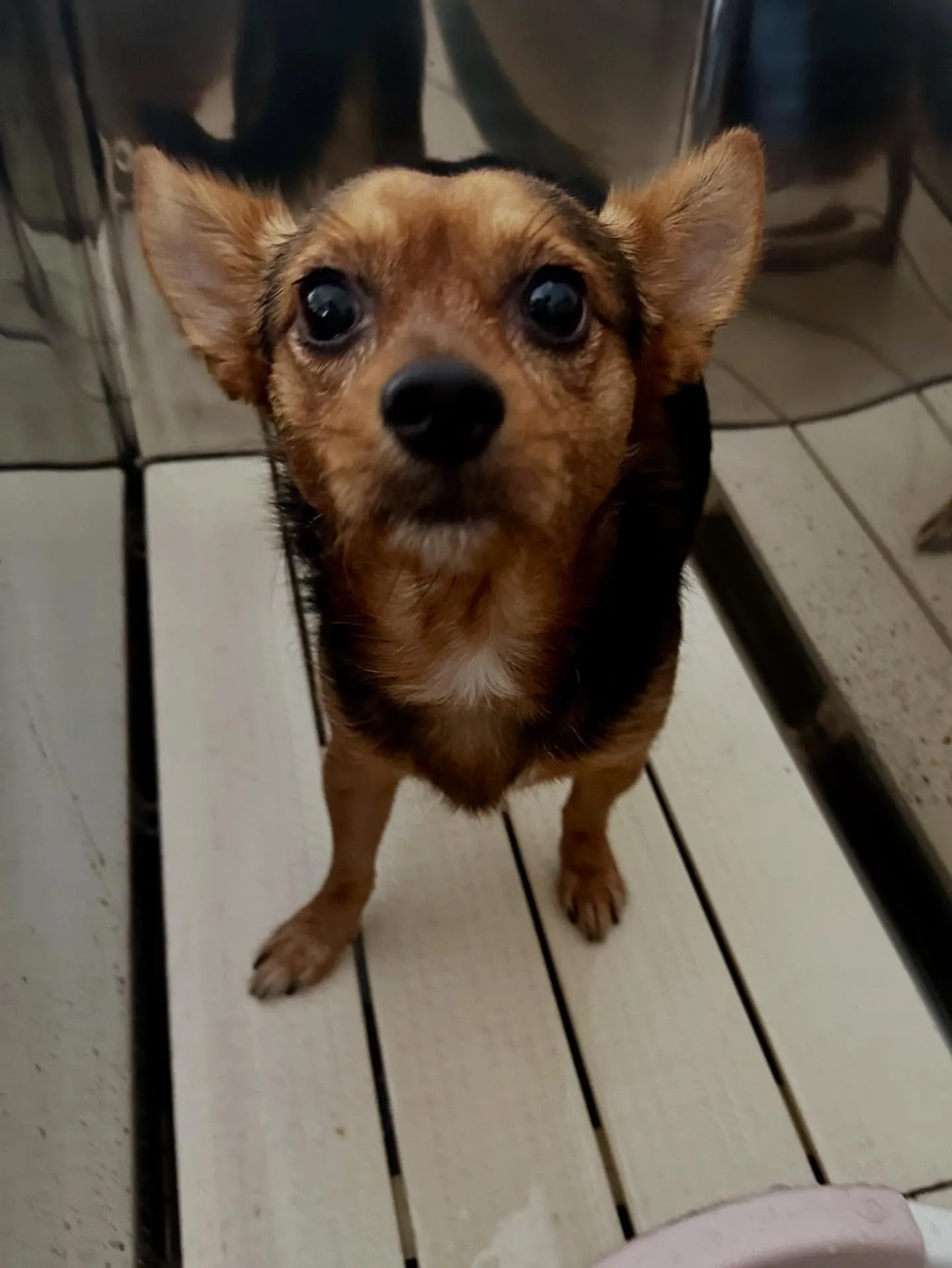 先月アップしきれなかったわんこたちです✂️