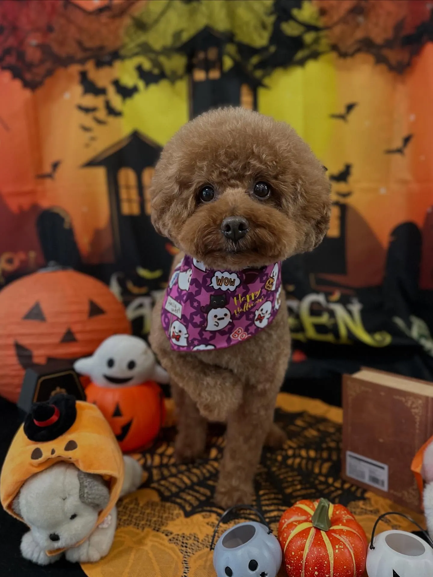 先月アップしきれなかったわんこたちです✂️