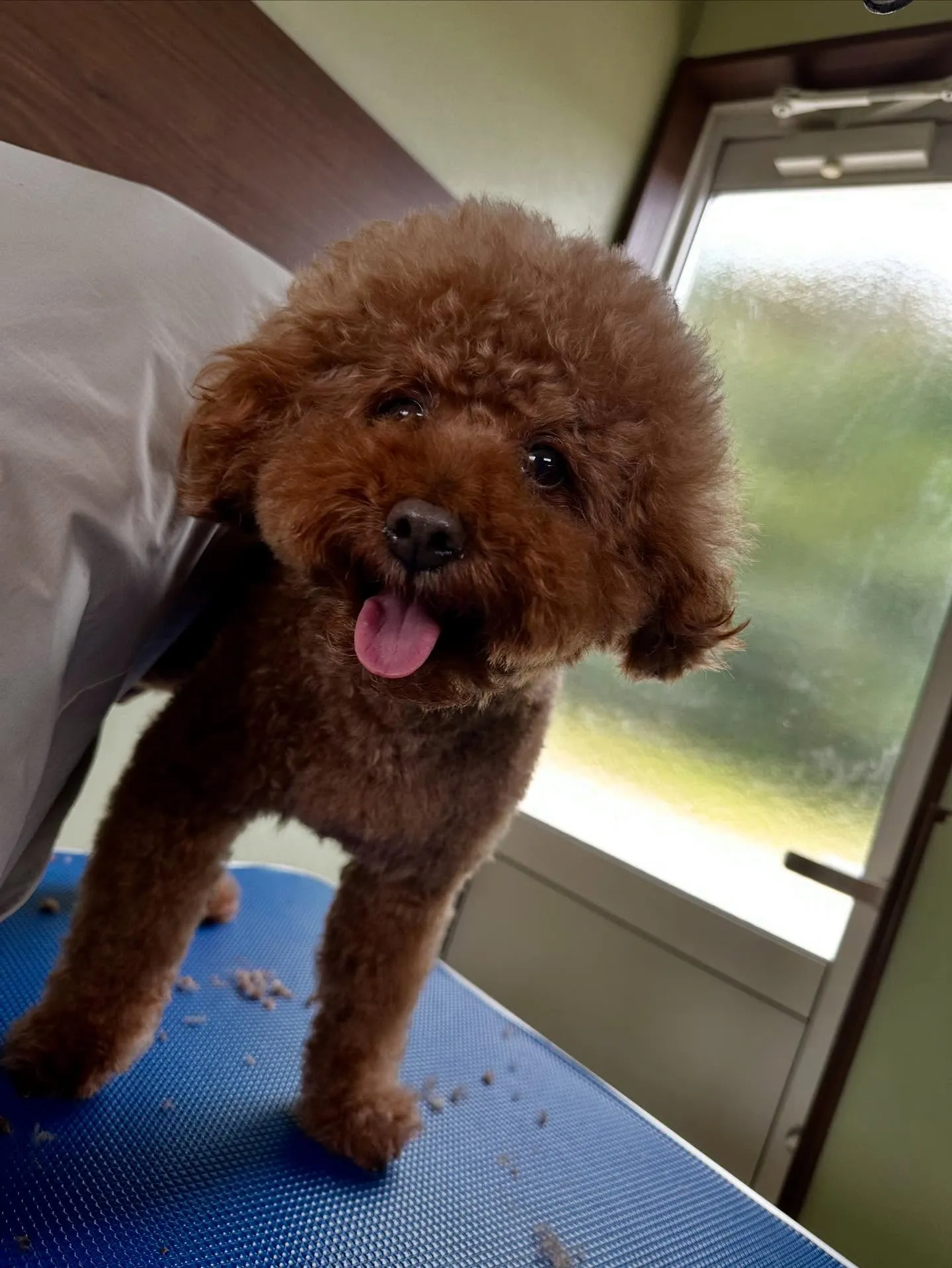 先月アップしきれなかったわんこたちです✂️