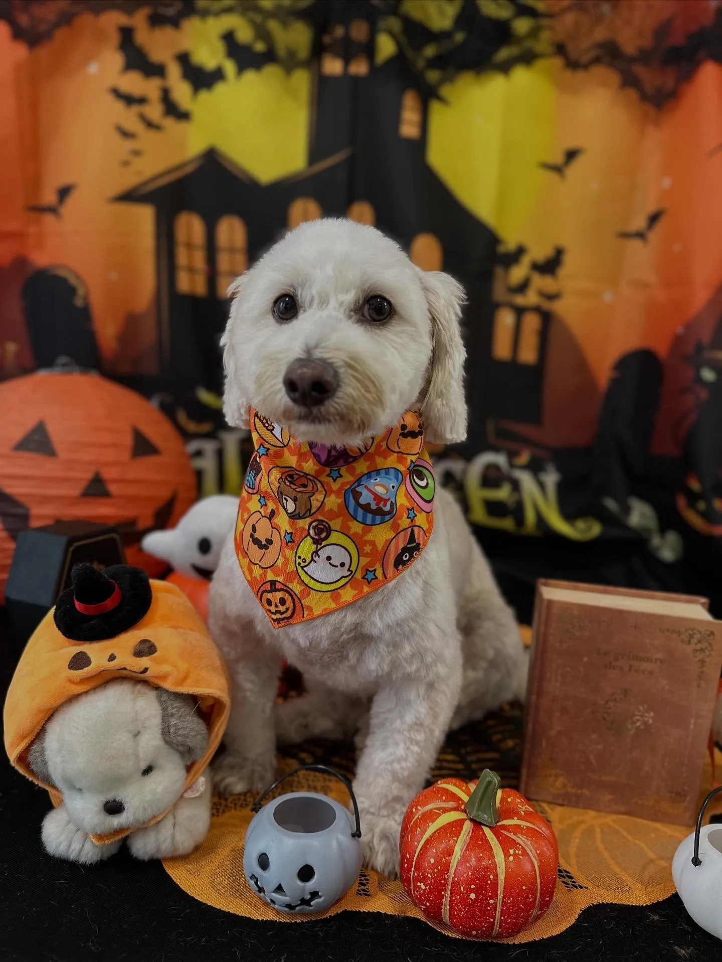 先月アップしきれなかったわんこたちです✂️