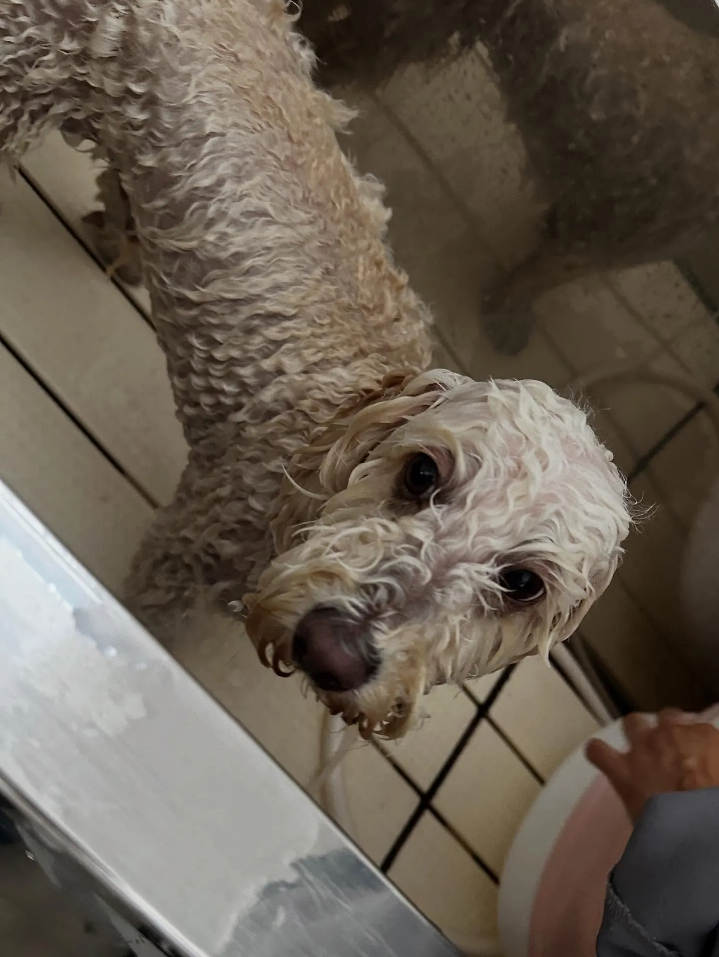 先月アップしきれなかったわんこたちです✂️