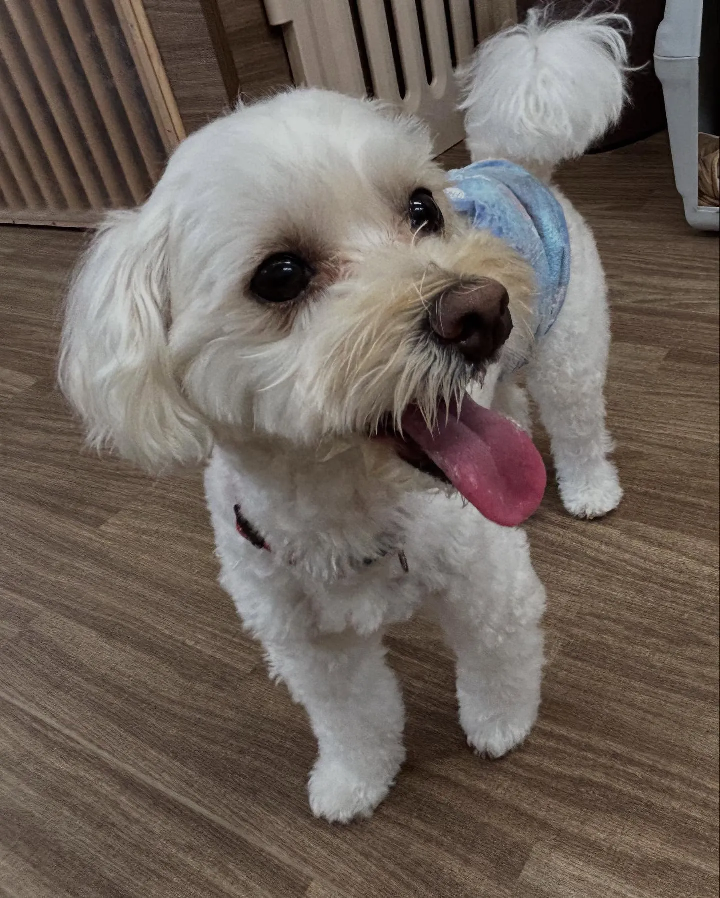 Re.Lapisさんでわんこの健康のためにも大切な『口内ケア...