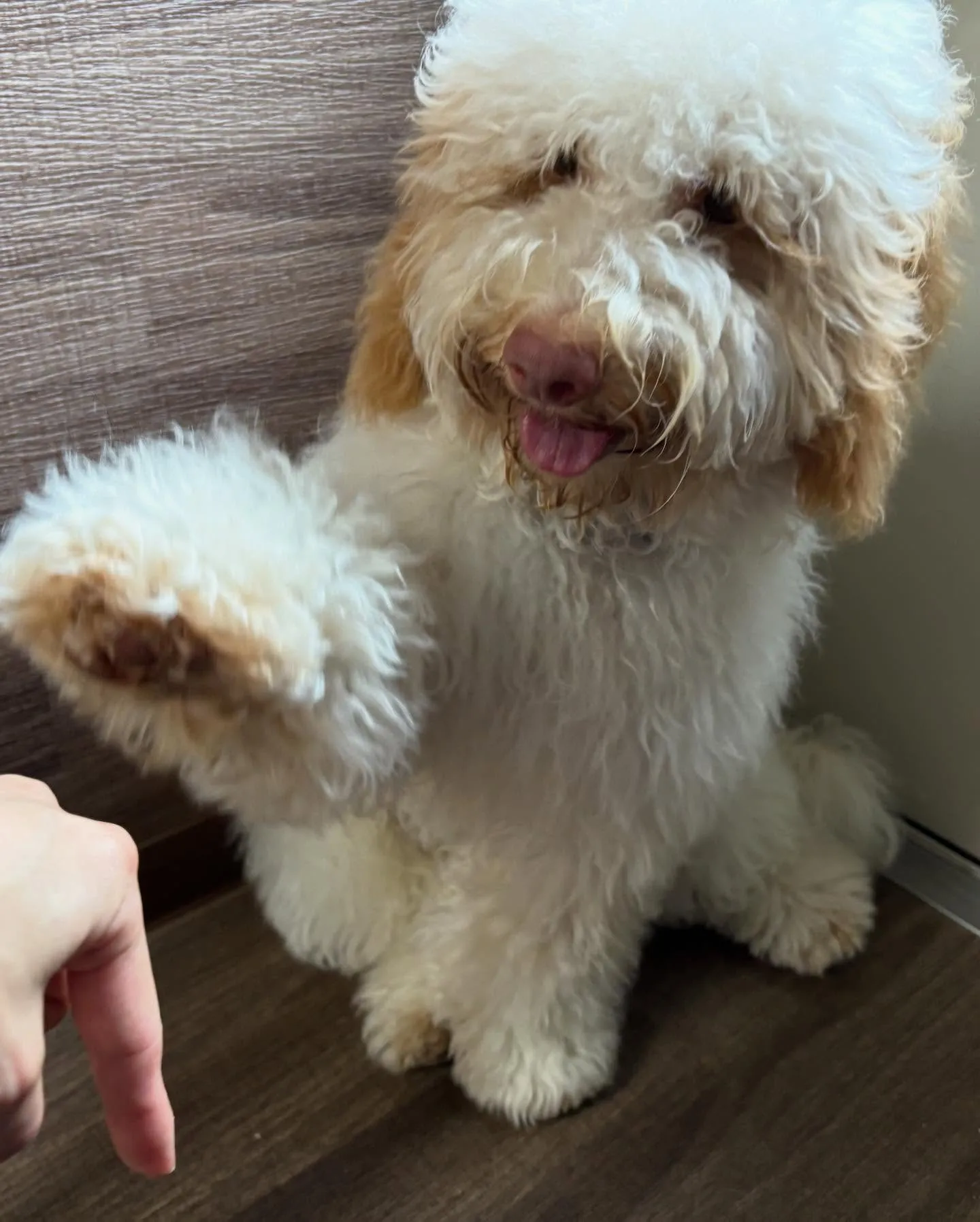 Re.Lapisさんでわんこの健康のためにも大切な『口内ケア...