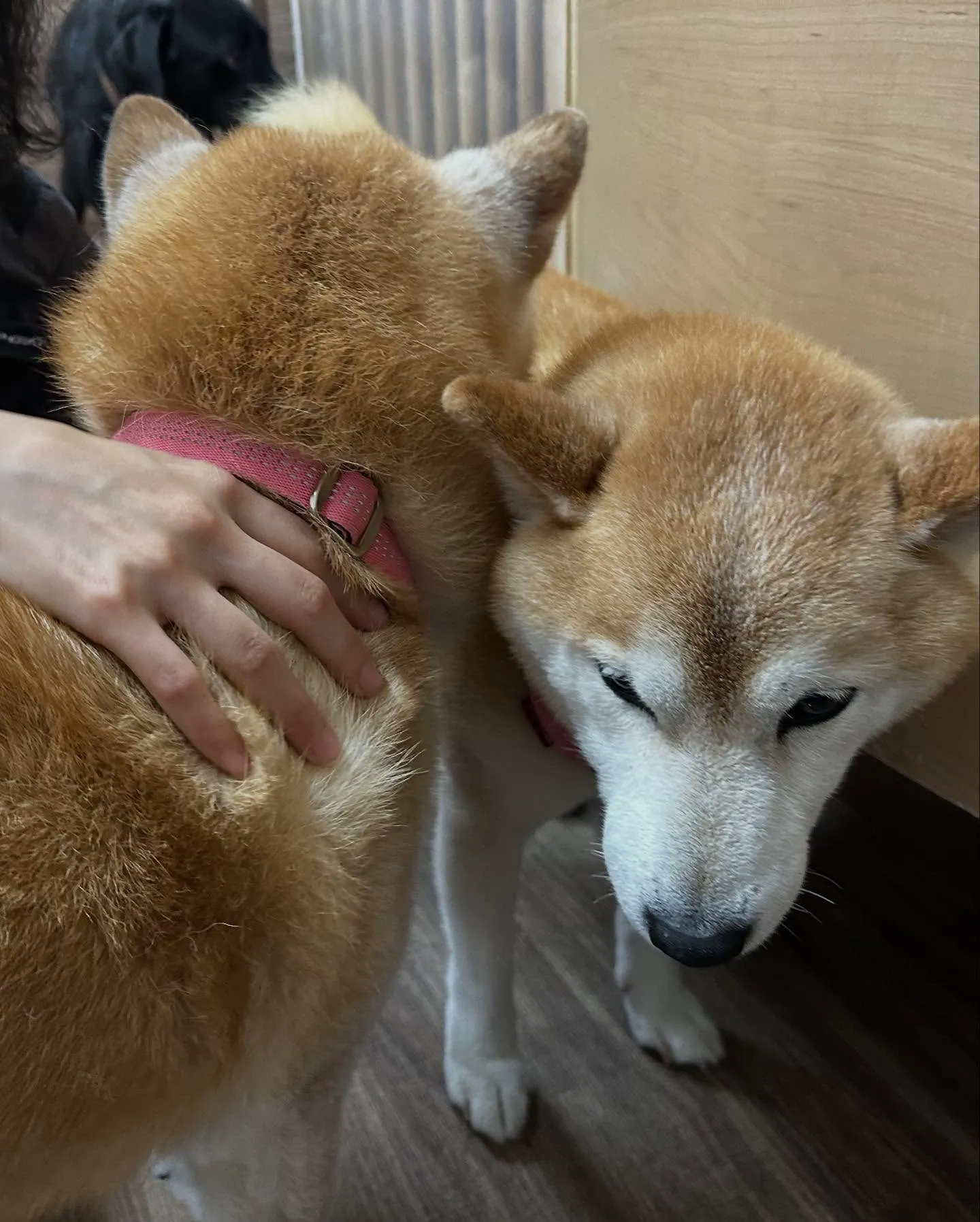 Re.Lapisさんでわんこの健康のためにも大切な『口内ケア...