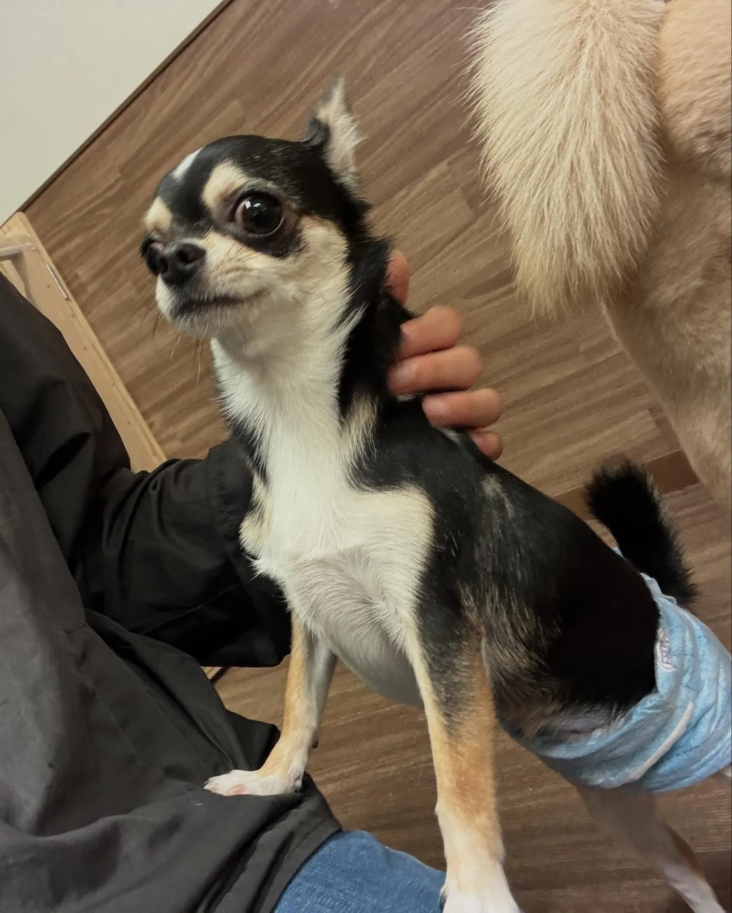 Re.Lapisさんでわんこの健康のためにも大切な『口内ケア...