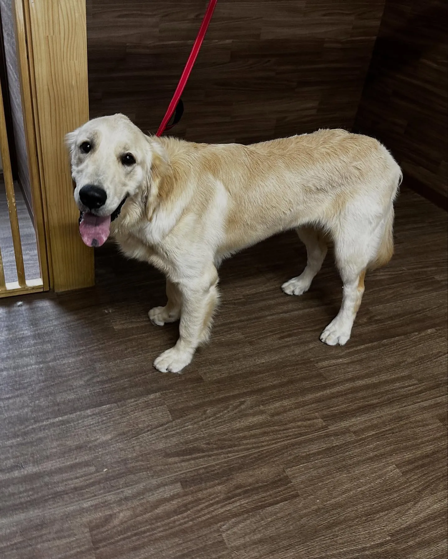 Re.Lapisさんでわんこの健康のためにも大切な『口内ケア...