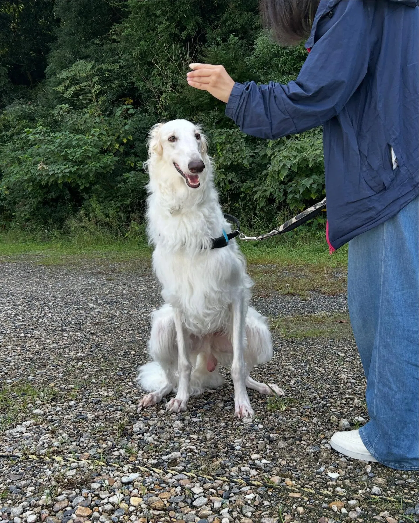 Re.Lapisさんでわんこの健康のためにも大切な『口内ケア...
