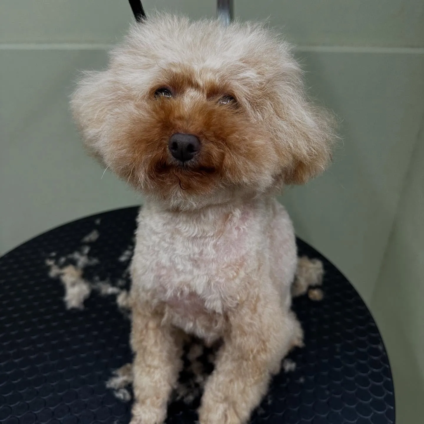 先月アップしきれなかったトリミングわんこたちです🎶