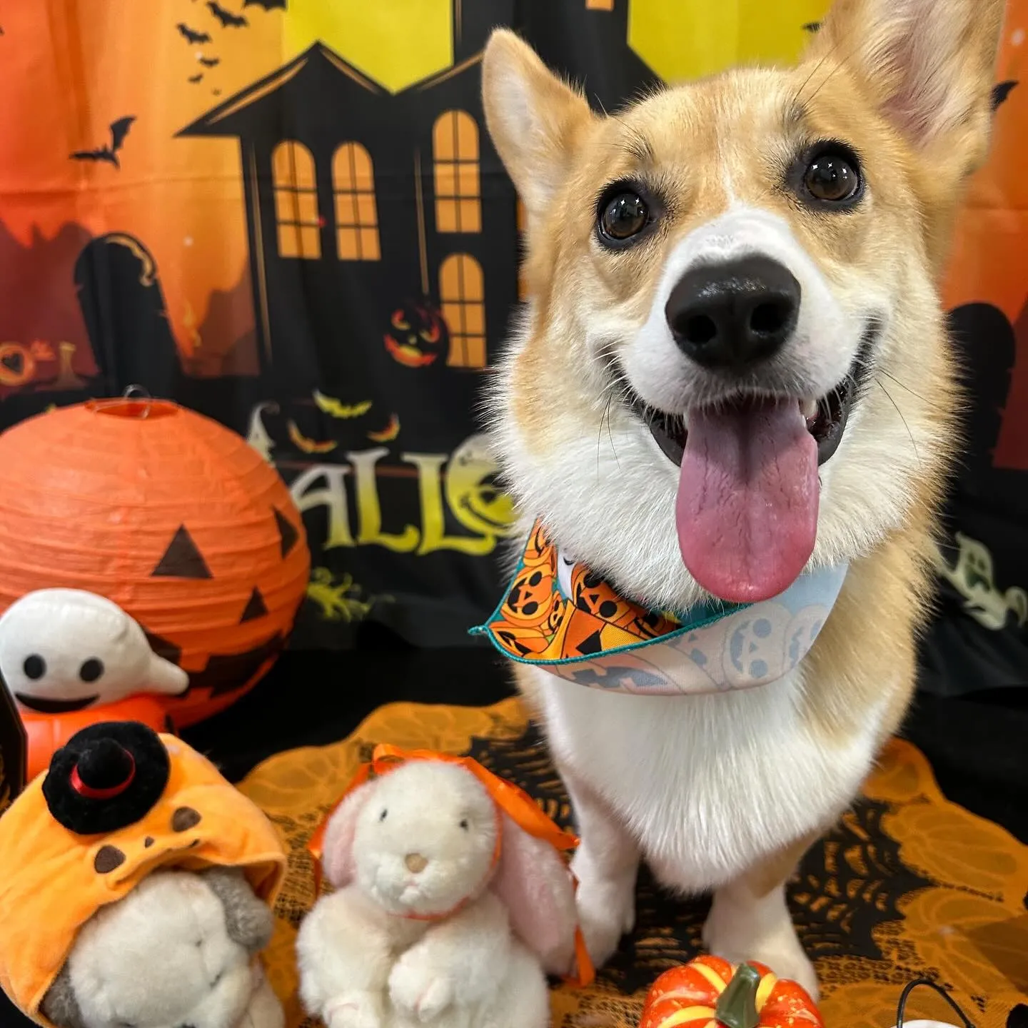 先月アップしきれなかったトリミングわんこたちです🎶