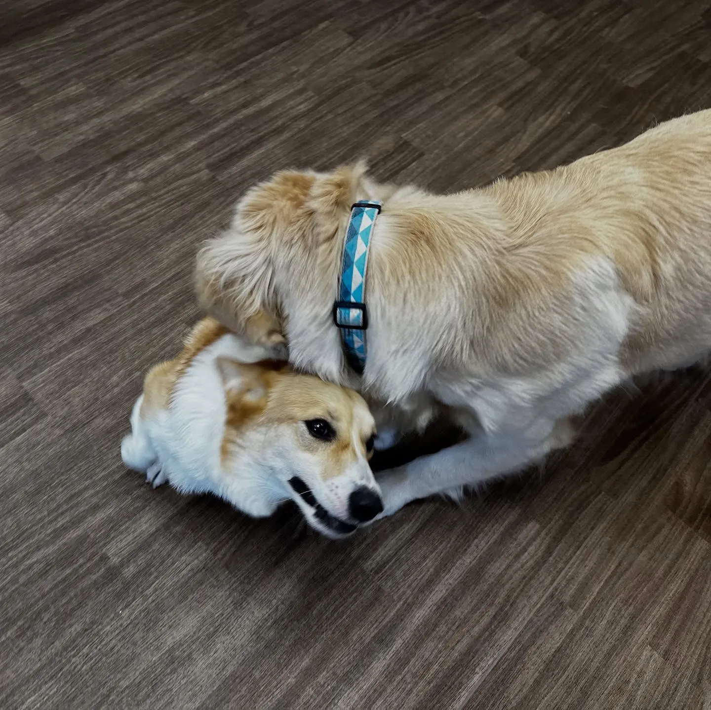 先月アップしきれなかったトリミングわんこたちです🎶