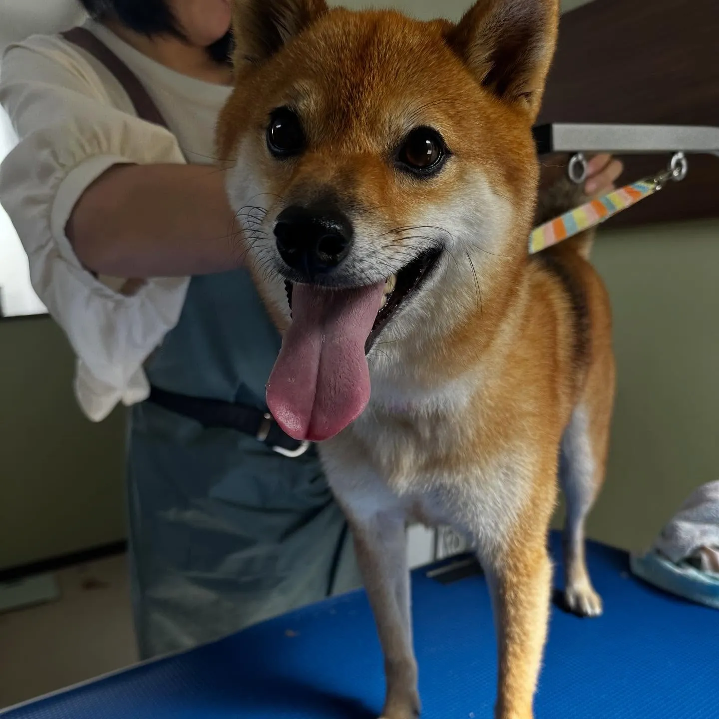 先月アップしきれなかったトリミングわんこたちです🎶