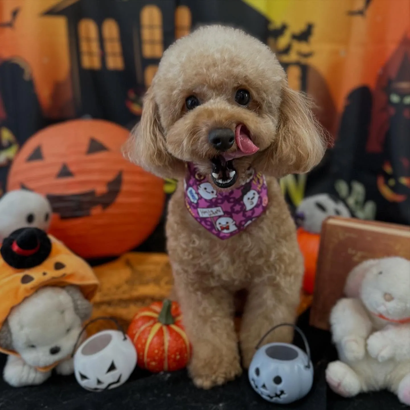 先月アップしきれなかったトリミングわんこたちです🎶