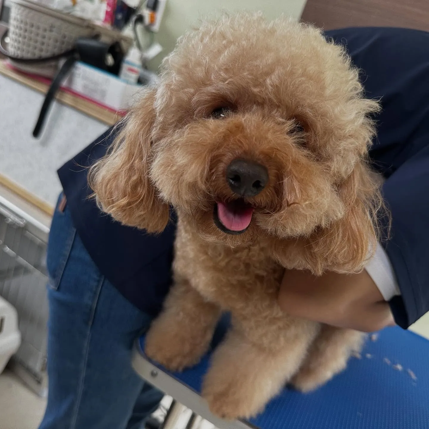 先月アップしきれなかったトリミングわんこたちです🎶