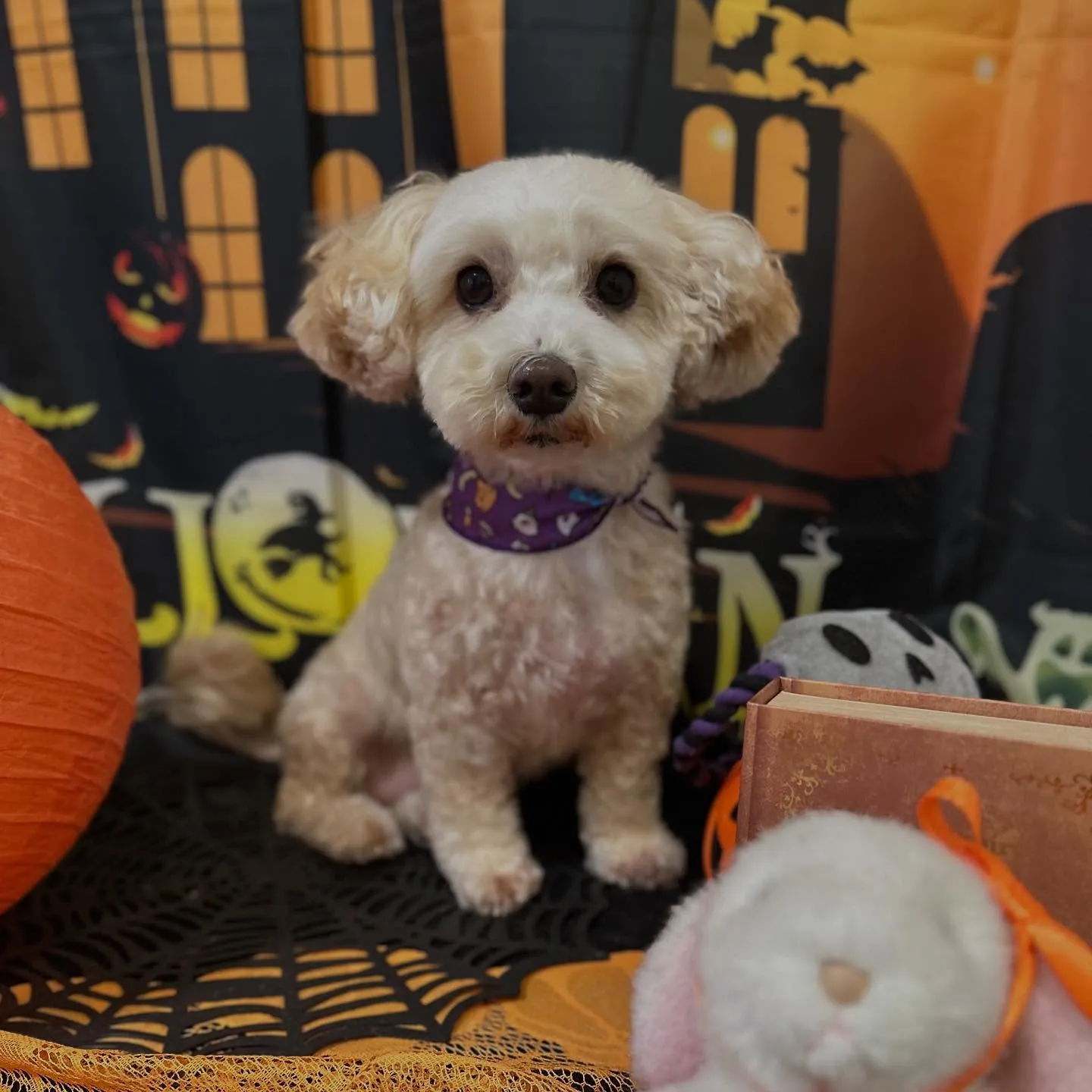 先月アップしきれなかったトリミングわんこたちです🎶