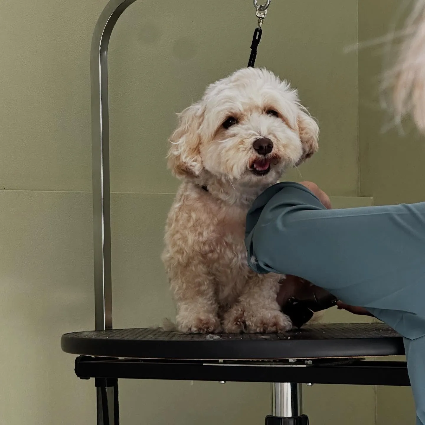 先月アップしきれなかったトリミングわんこたちです🎶