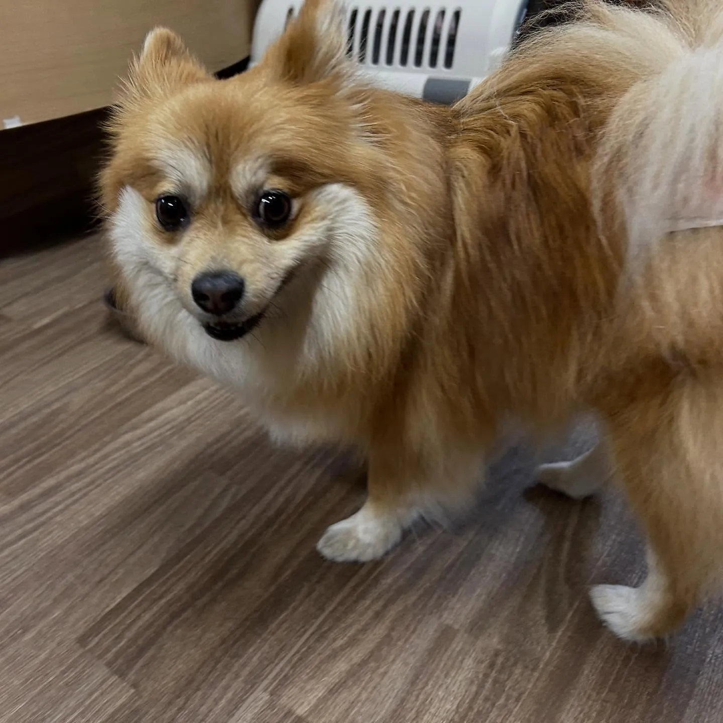 入会してくれたくみちゃんです💕