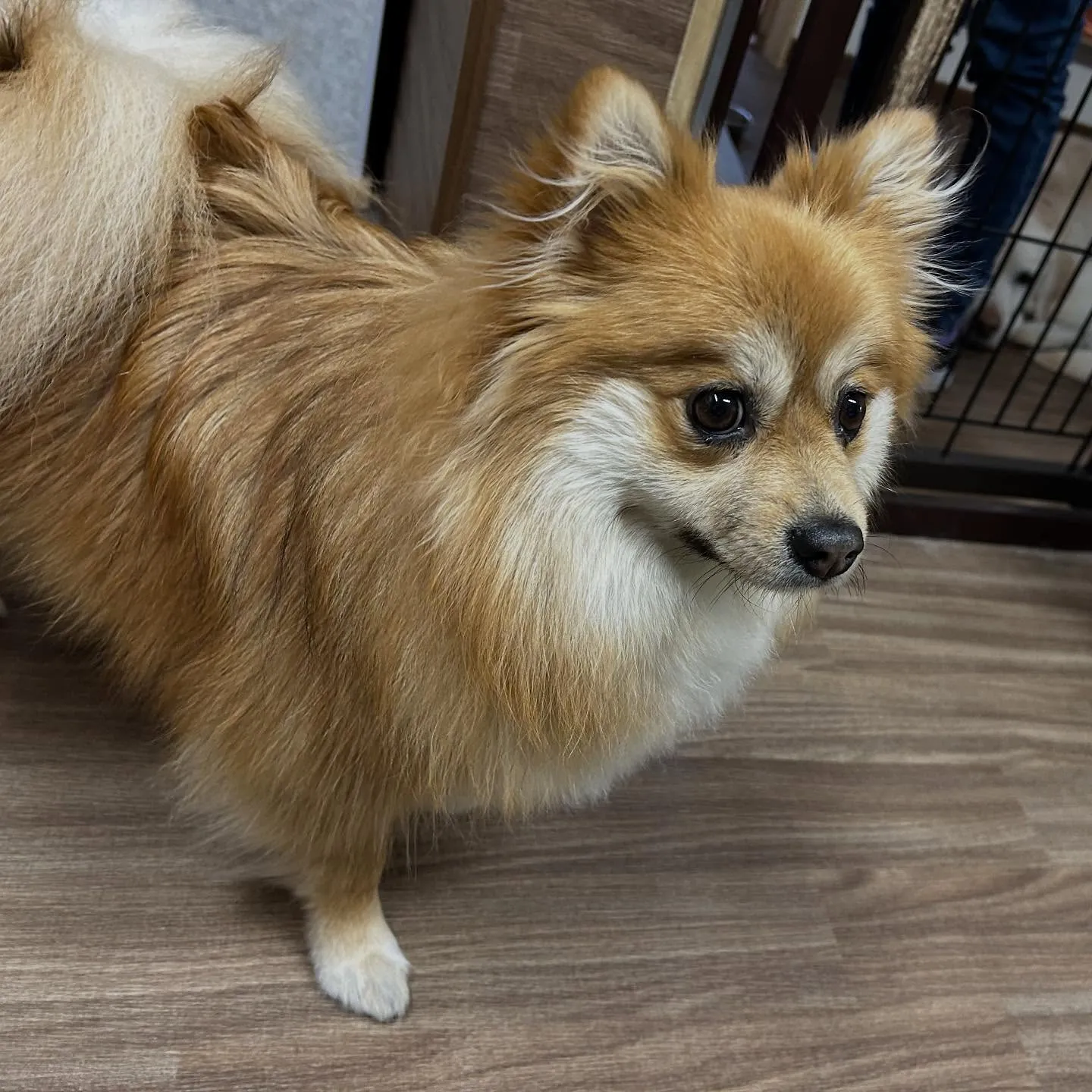 入会してくれたくみちゃんです💕