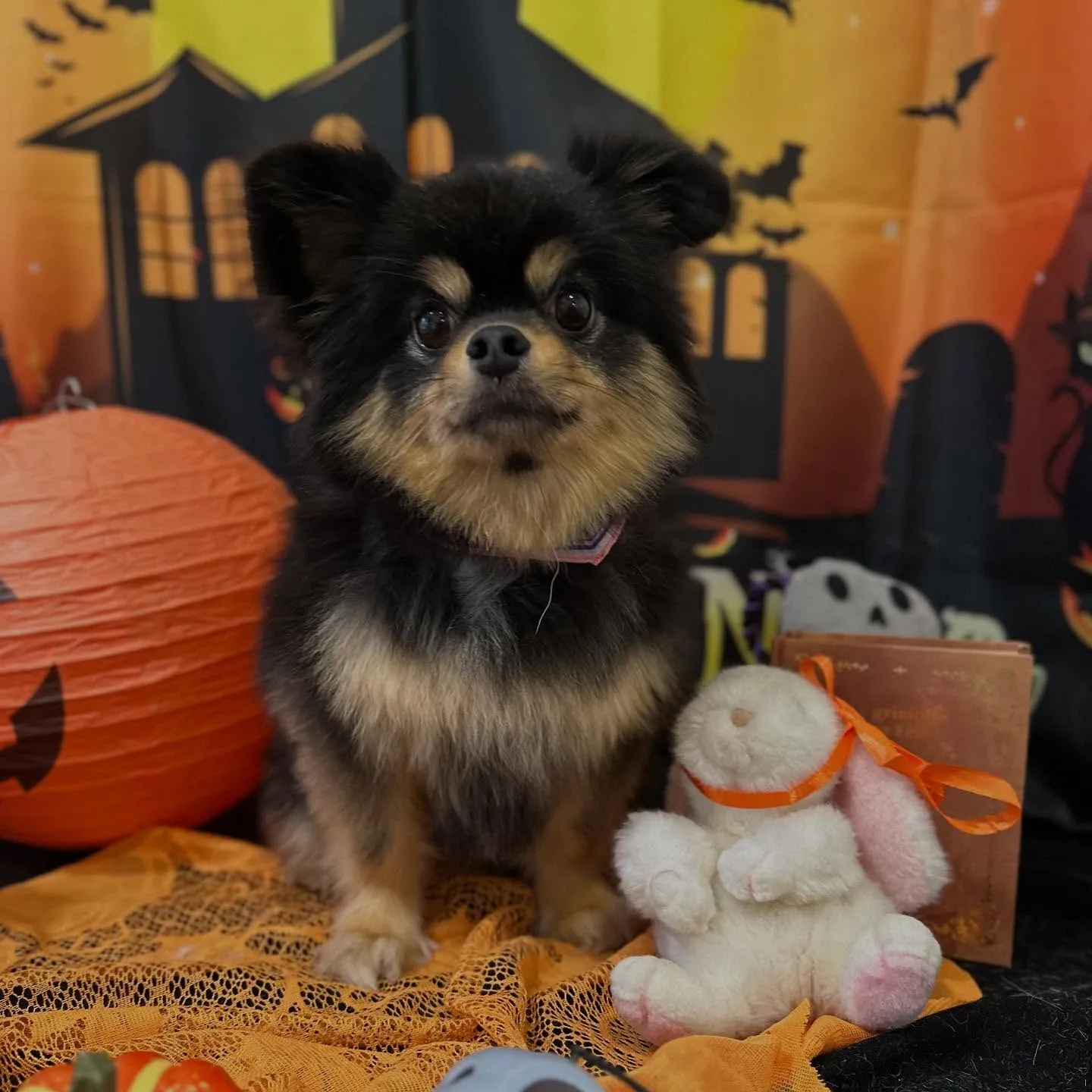 アップできなかった先月のお手入れわんこたち🐶