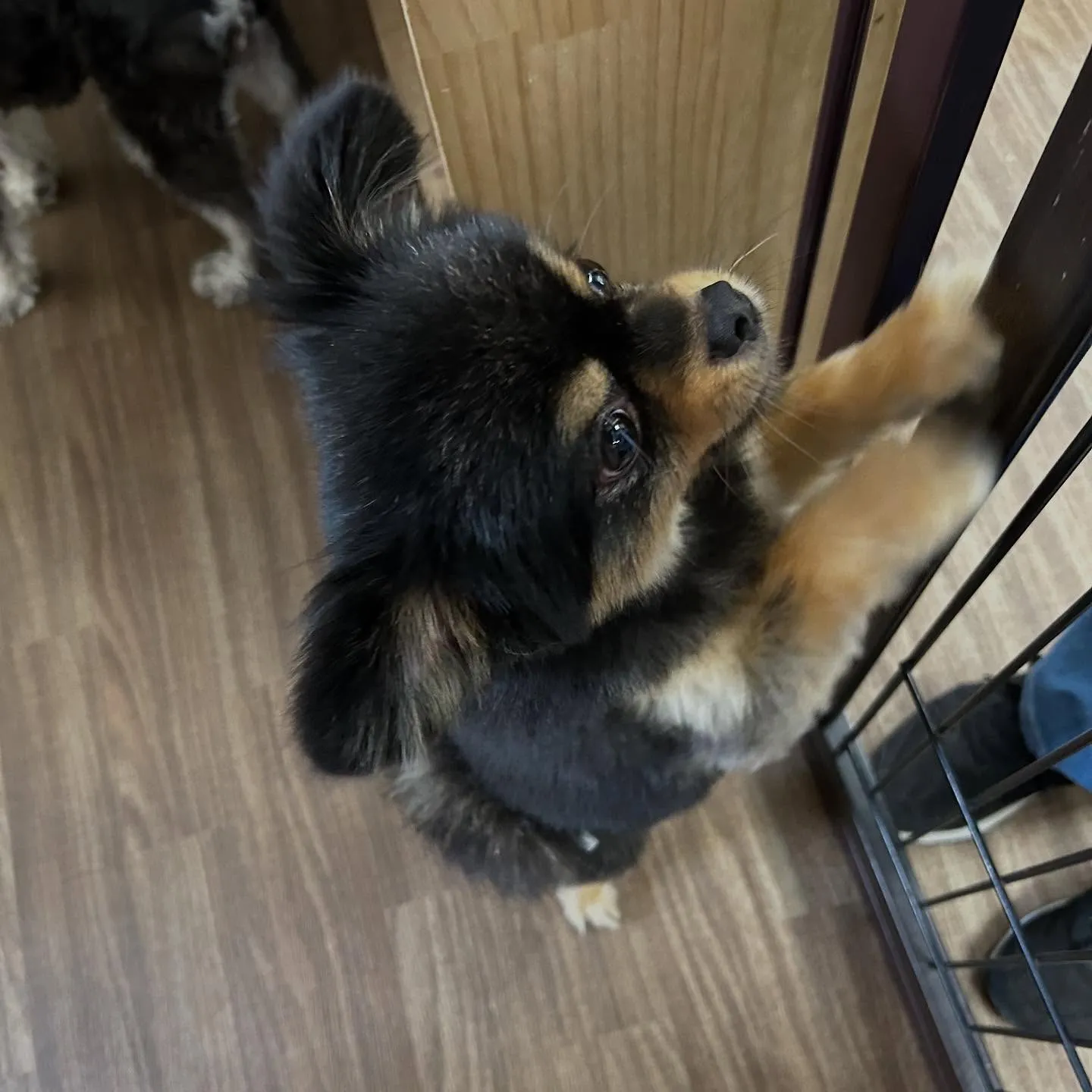 アップできなかった先月のお手入れわんこたち🐶