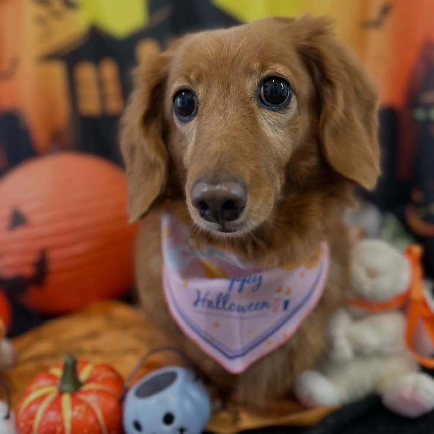 アップできなかった先月のお手入れわんこたち🐶