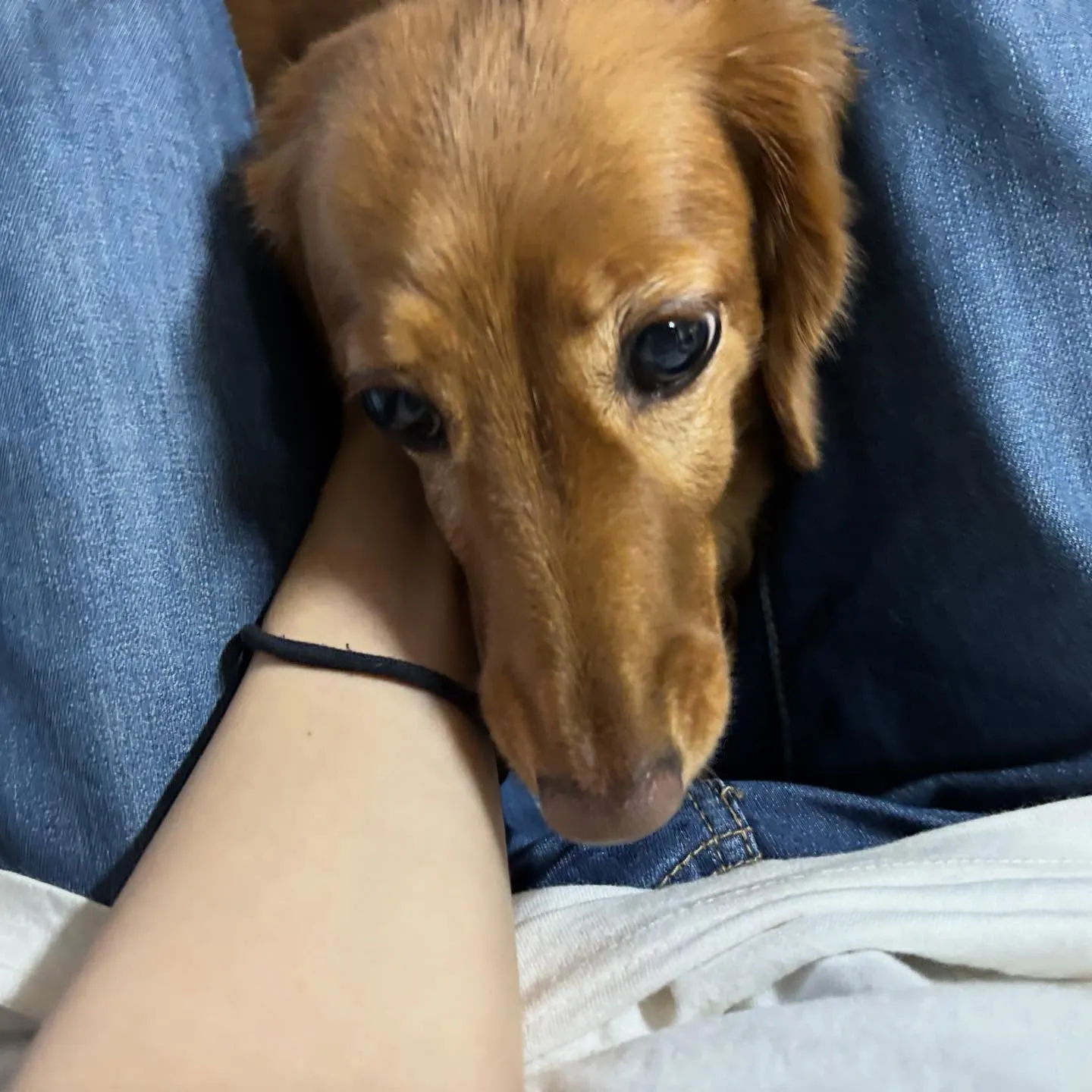 アップできなかった先月のお手入れわんこたち🐶