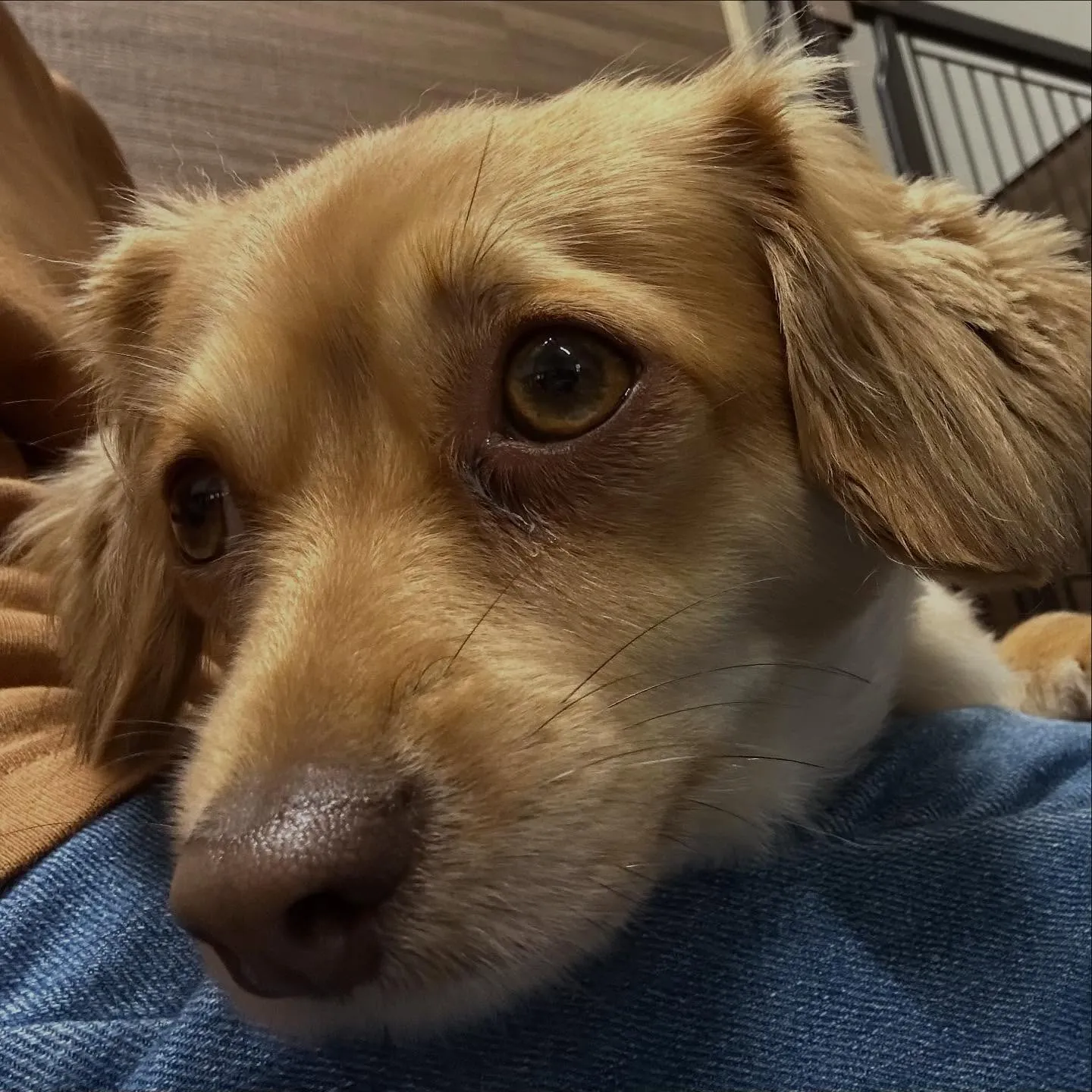 アップできなかった先月のお手入れわんこたち🐶