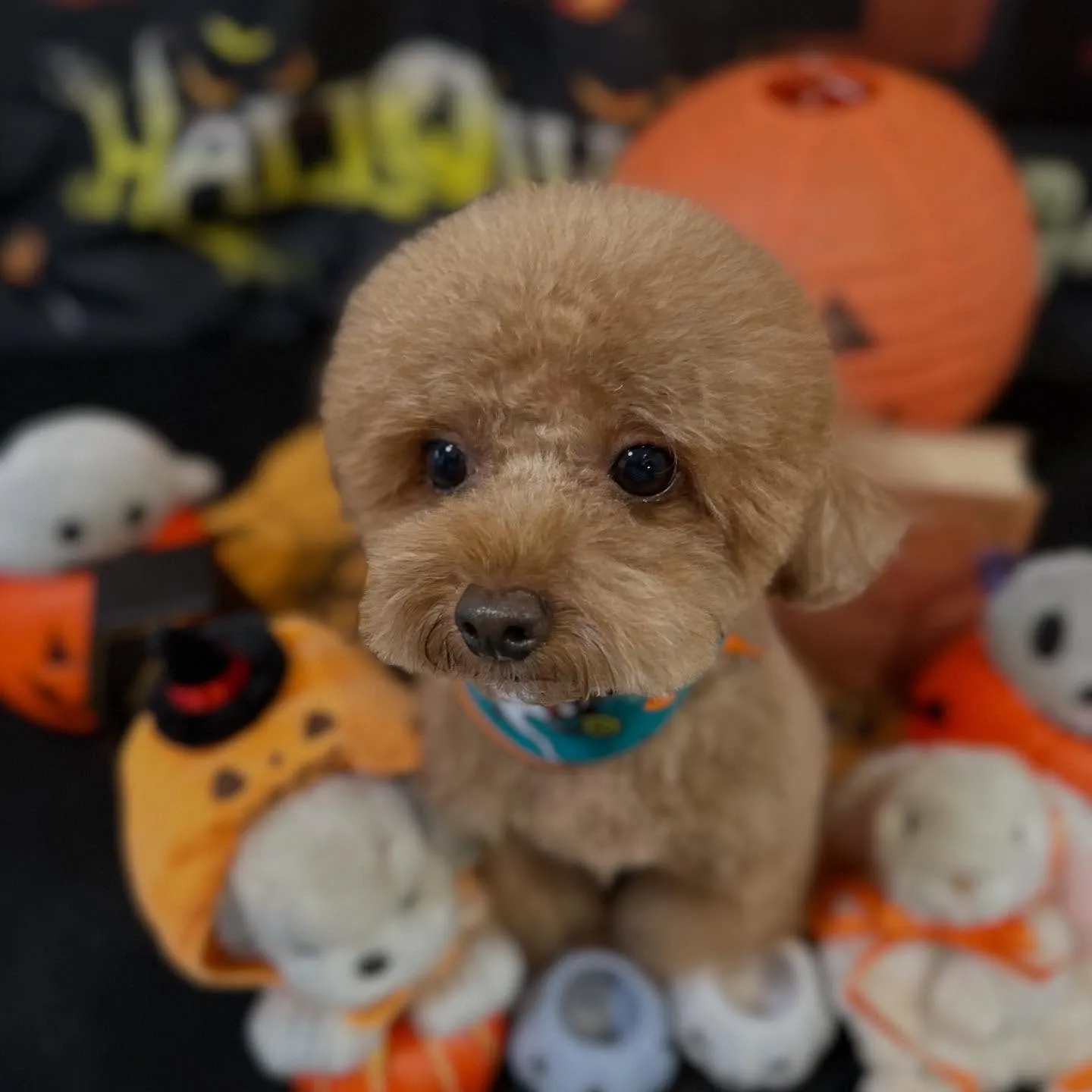 アップできなかった先月のお手入れわんこたち🐶