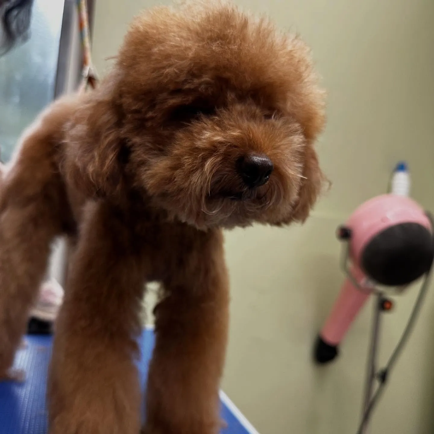 アップできなかった先月のお手入れわんこたち🐶