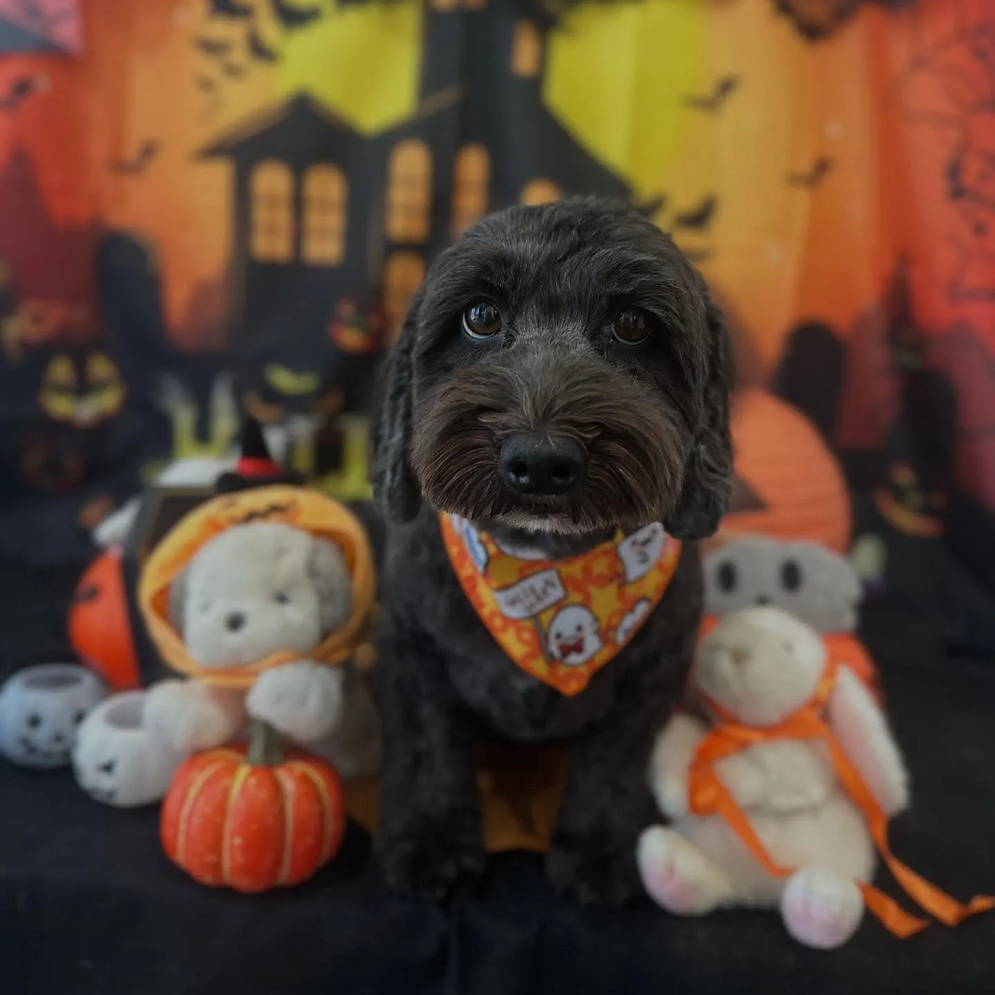 アップできなかった先月のお手入れわんこたち🐶