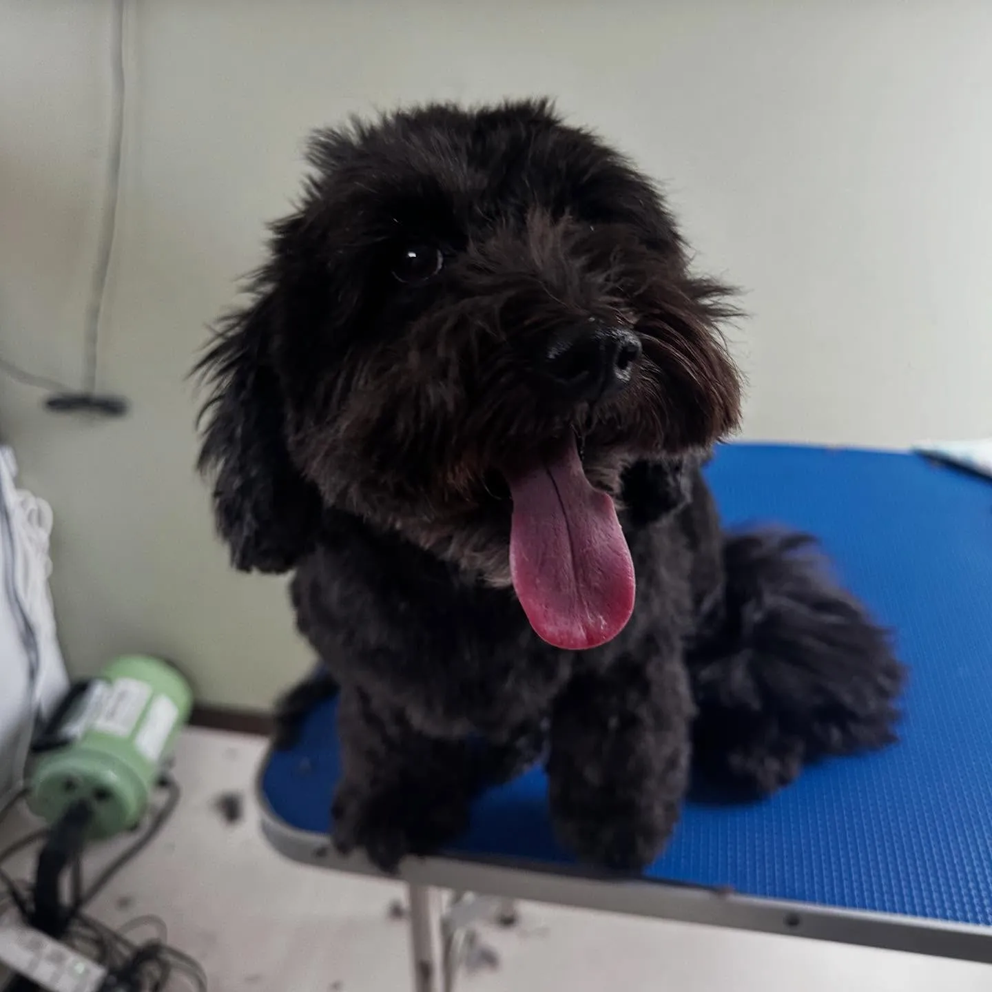 アップできなかった先月のお手入れわんこたち🐶