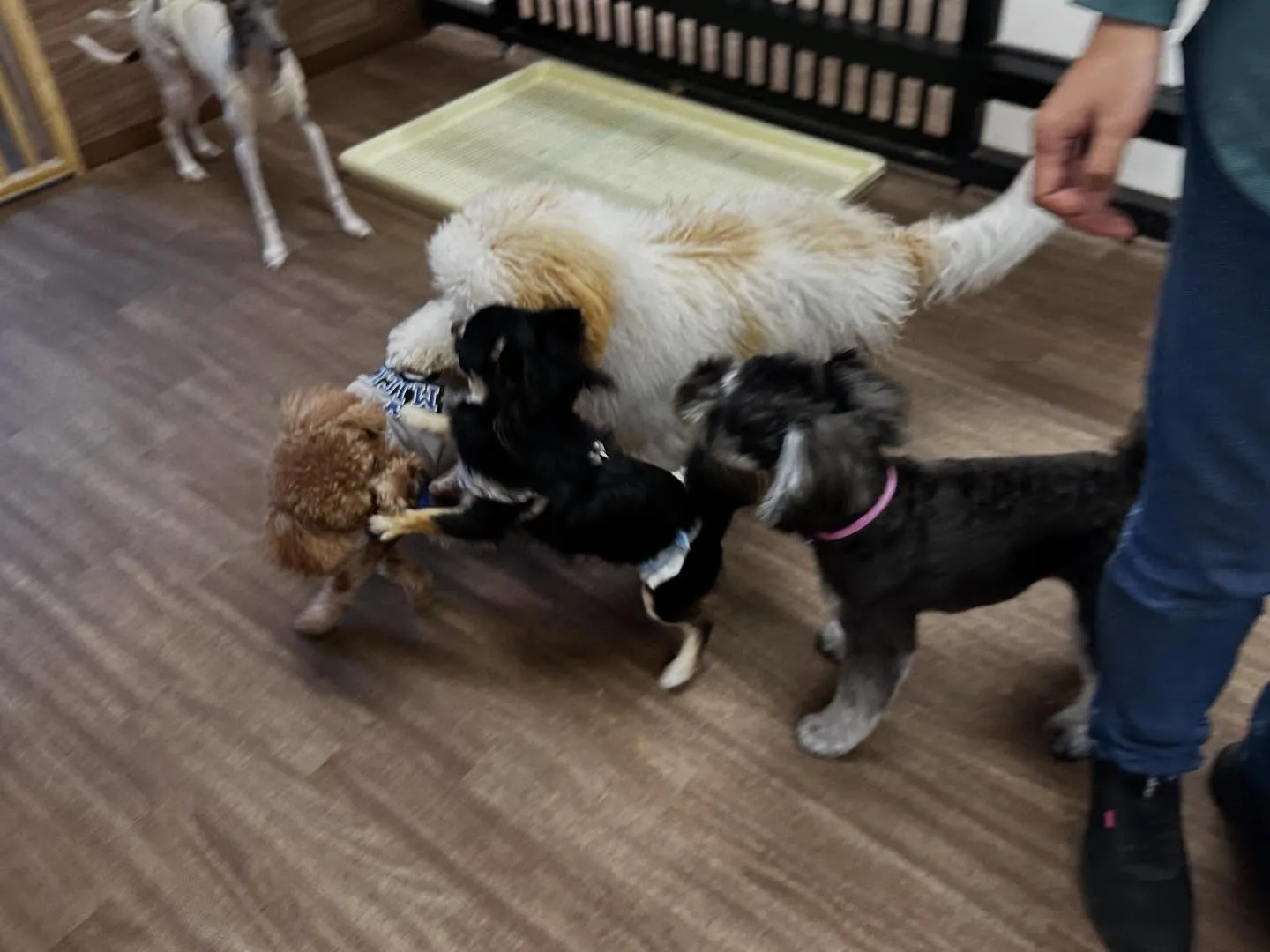 今日はルーくんのお誕生日でした❣️