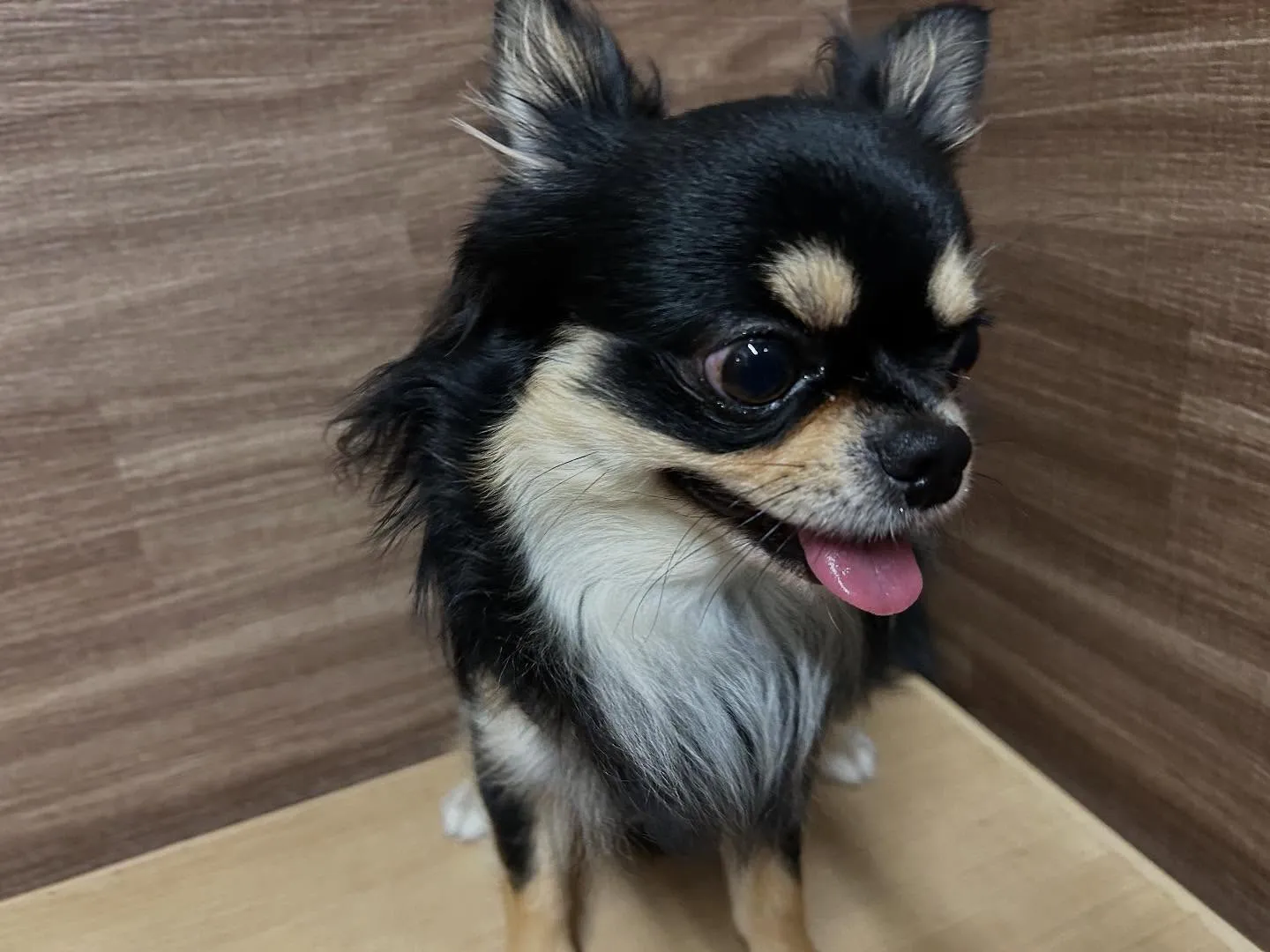 今日はルーくんのお誕生日でした❣️