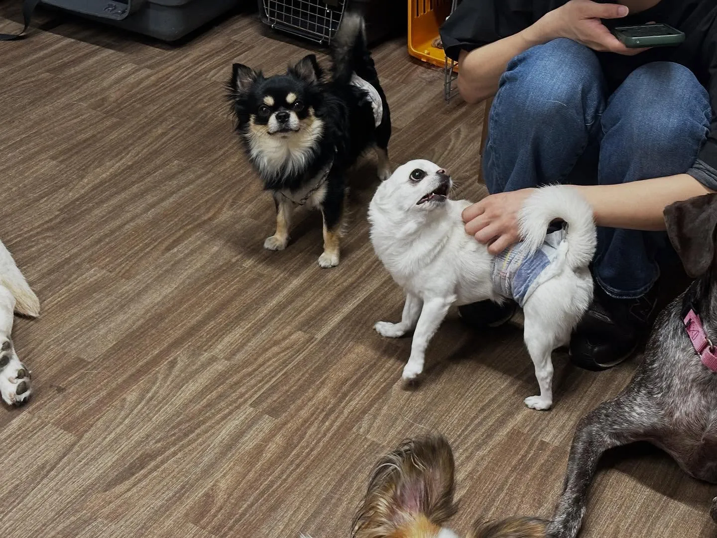 今日はルーくんのお誕生日でした❣️