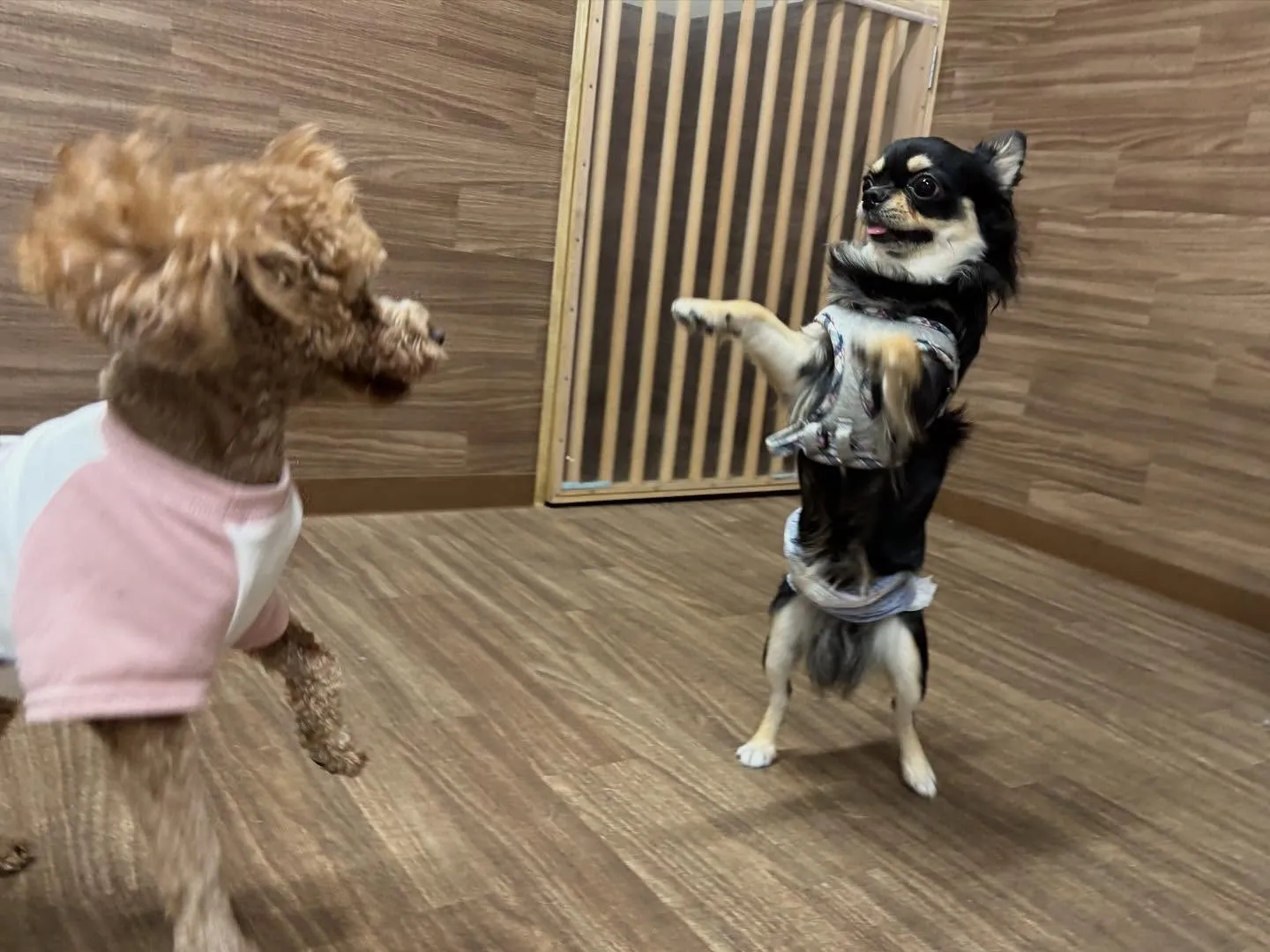 今日はルーくんのお誕生日でした❣️