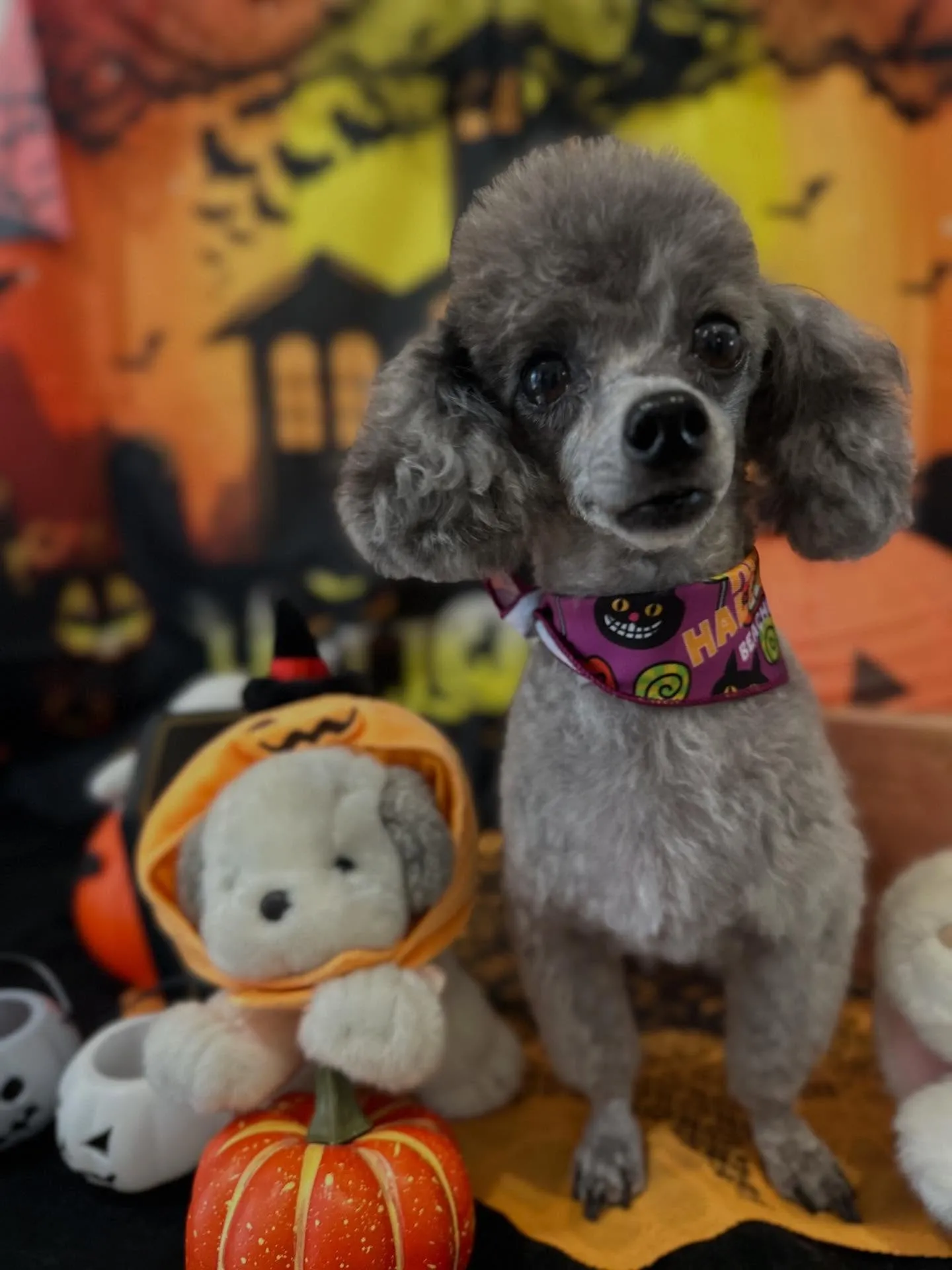 先月アップできていなかったトリミングわんこたち🐾