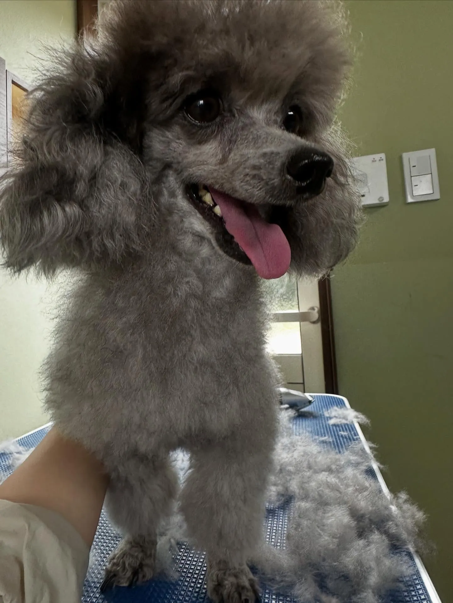 先月アップできていなかったトリミングわんこたち🐾