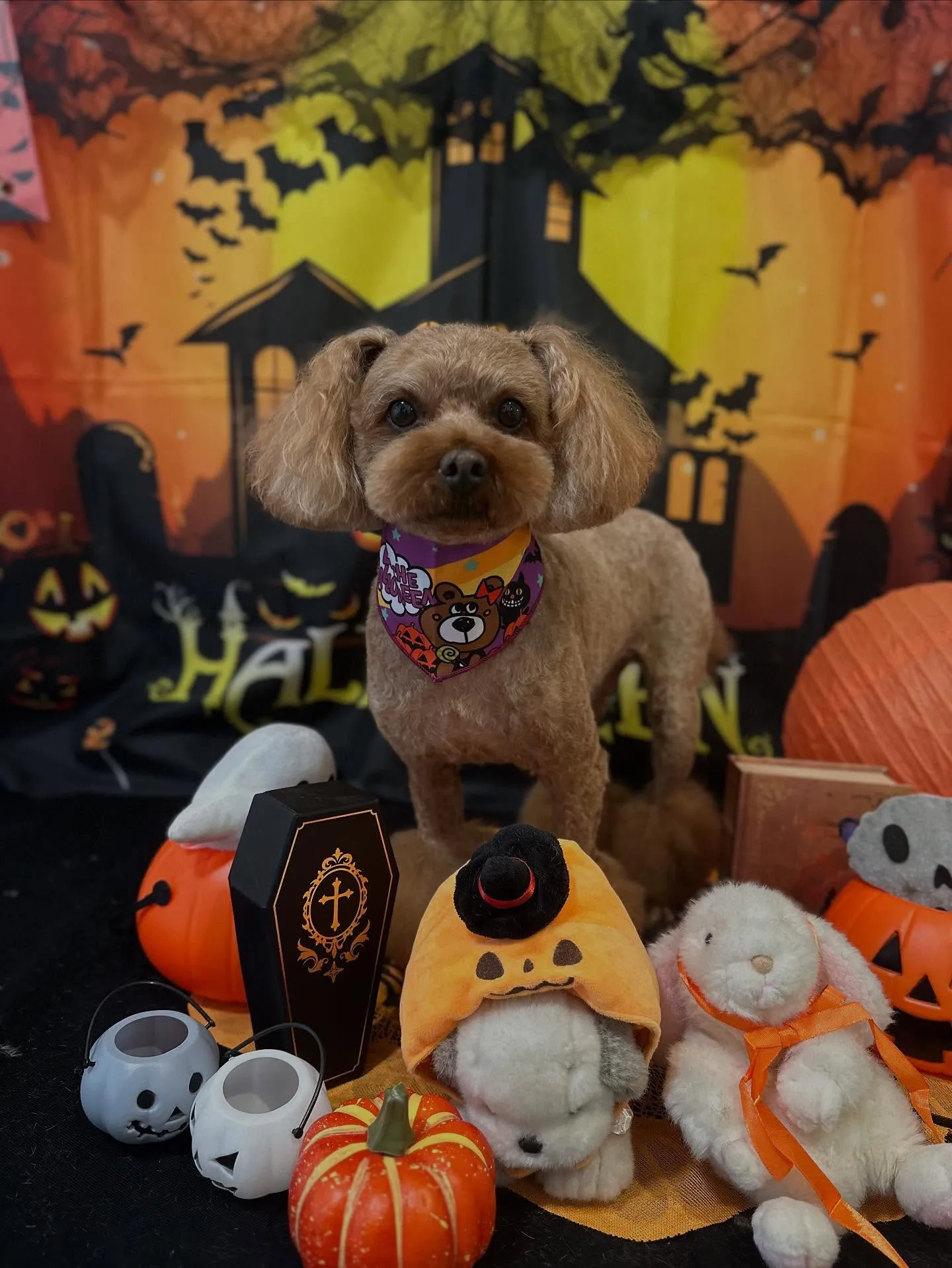 先月アップできていなかったトリミングわんこたち🐾