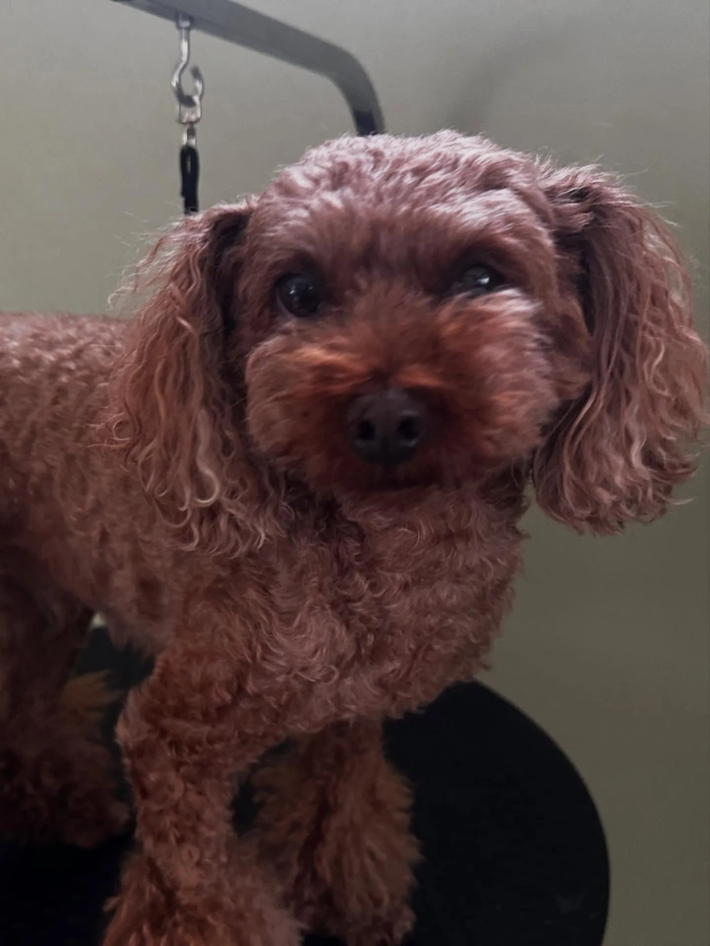 先月アップできていなかったトリミングわんこたち🐾