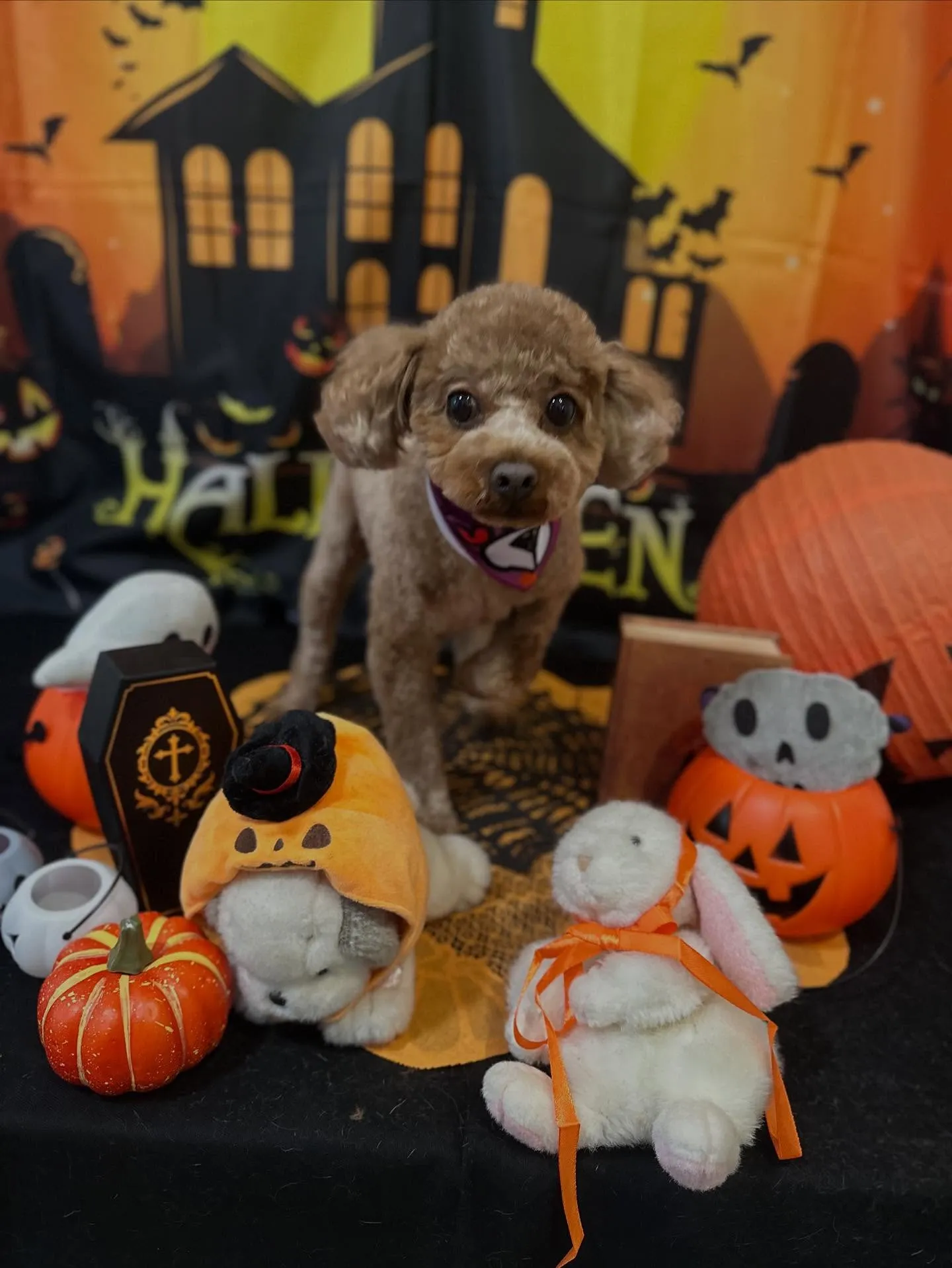 先月アップできていなかったトリミングわんこたち🐾