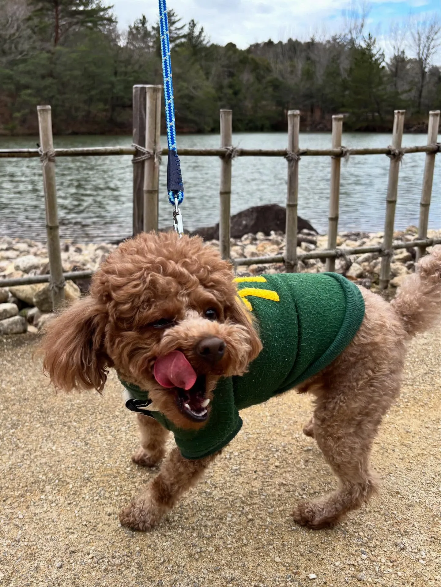 先月アップできていなかったトリミングわんこたち🐾