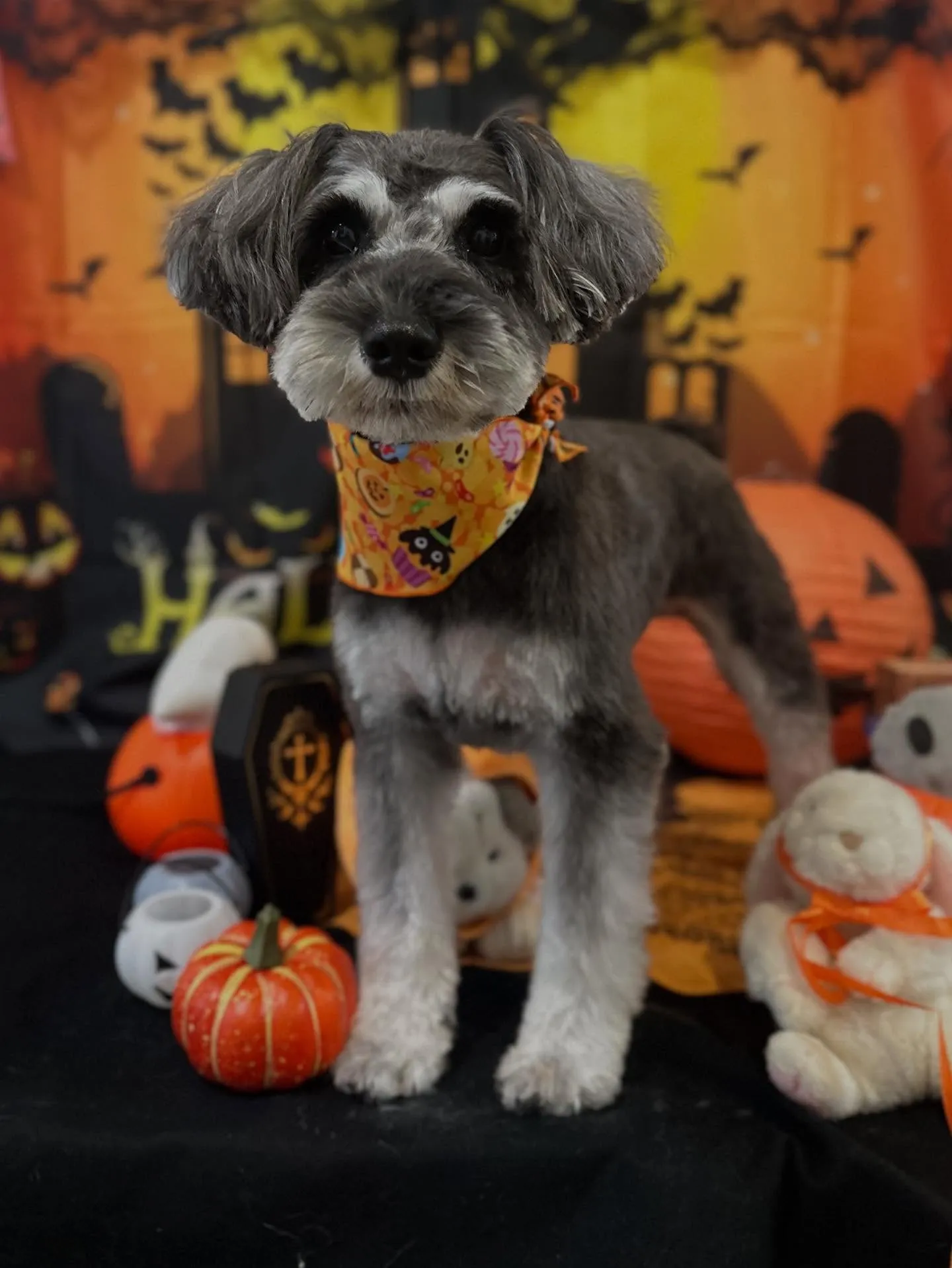 先月アップできていなかったトリミングわんこたち🐾