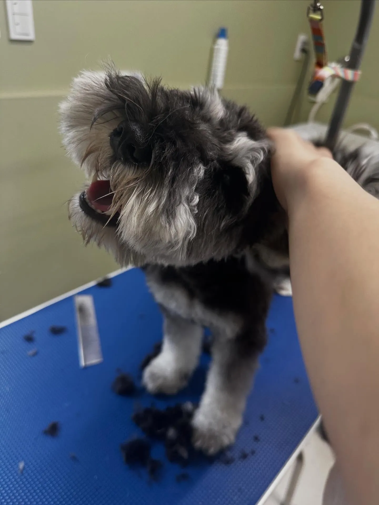 先月アップできていなかったトリミングわんこたち🐾