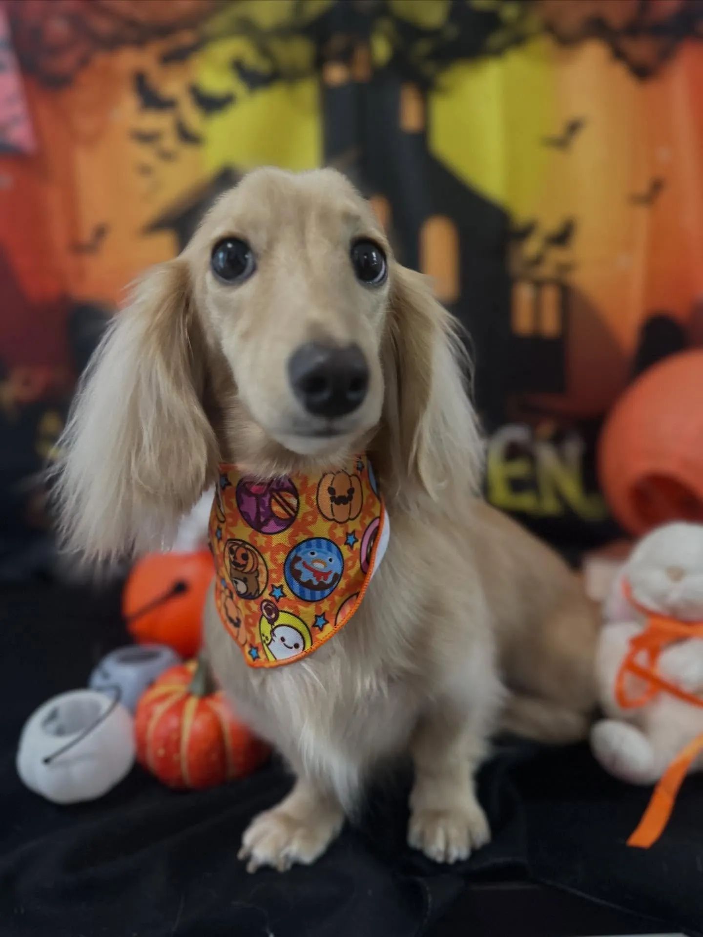 先月アップできていなかったトリミングわんこたち🐾