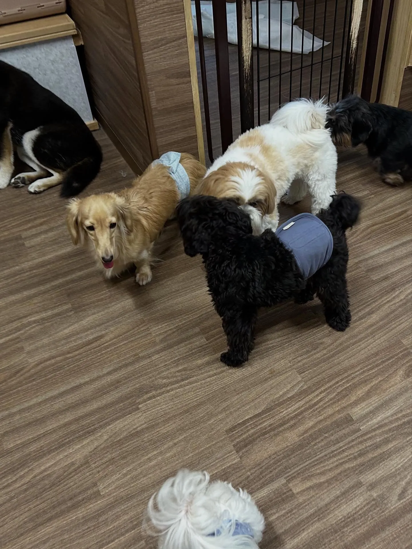 先月アップできていなかったトリミングわんこたち🐾