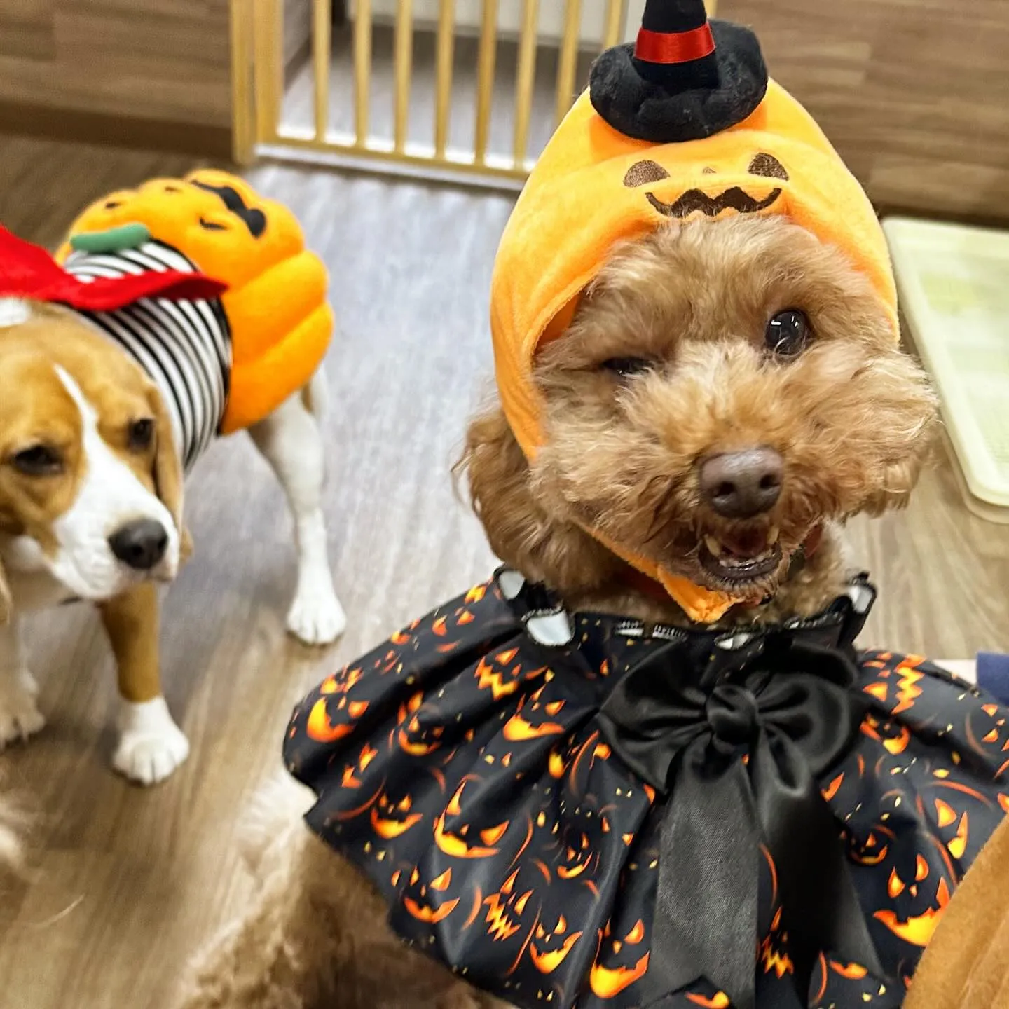 2025/10/31に開催したハロウィンイベントの動画をYo...