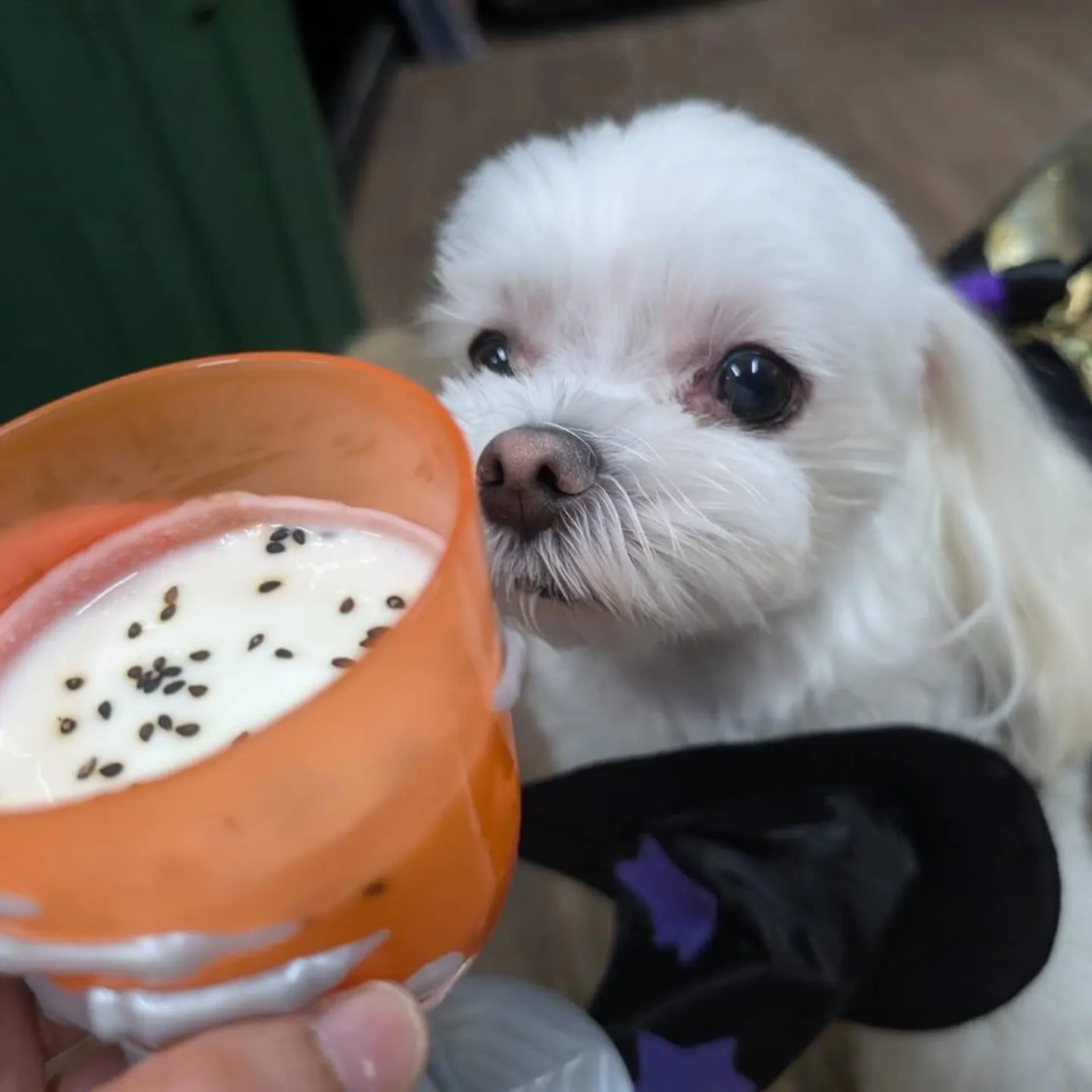 2025/10/31に開催したハロウィンイベントの動画をYo...