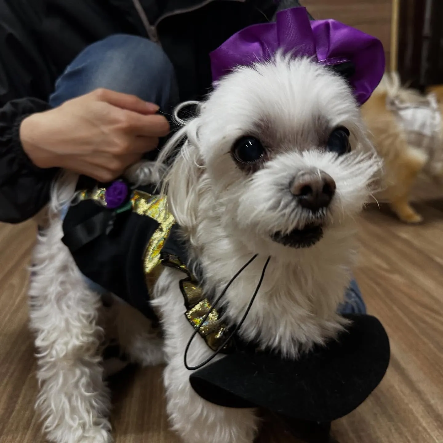 2025/10/31に開催したハロウィンイベントの動画をYo...