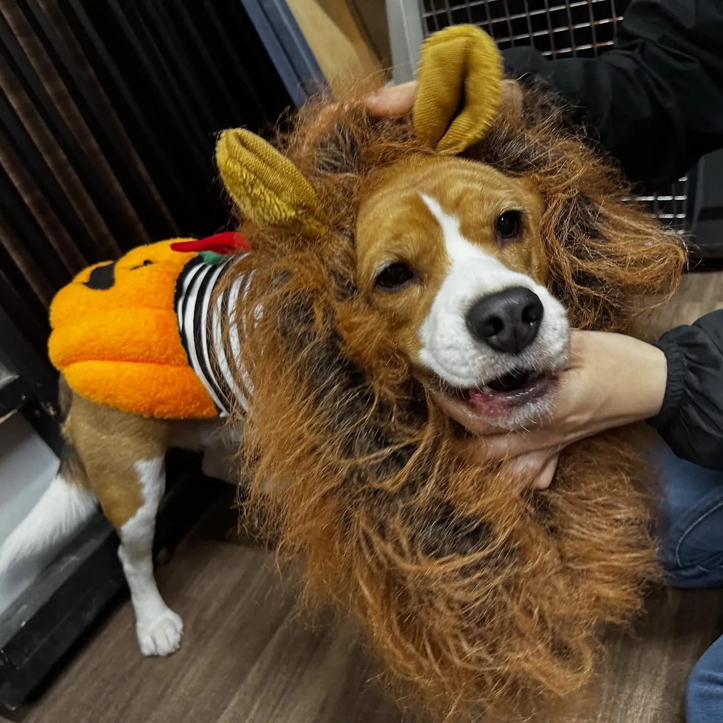 2025/10/31に開催したハロウィンイベントの動画をYo...