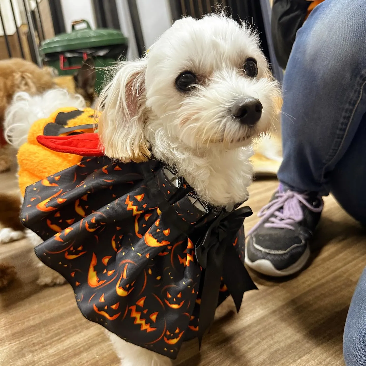 2025/10/31に開催したハロウィンイベントの動画をYo...